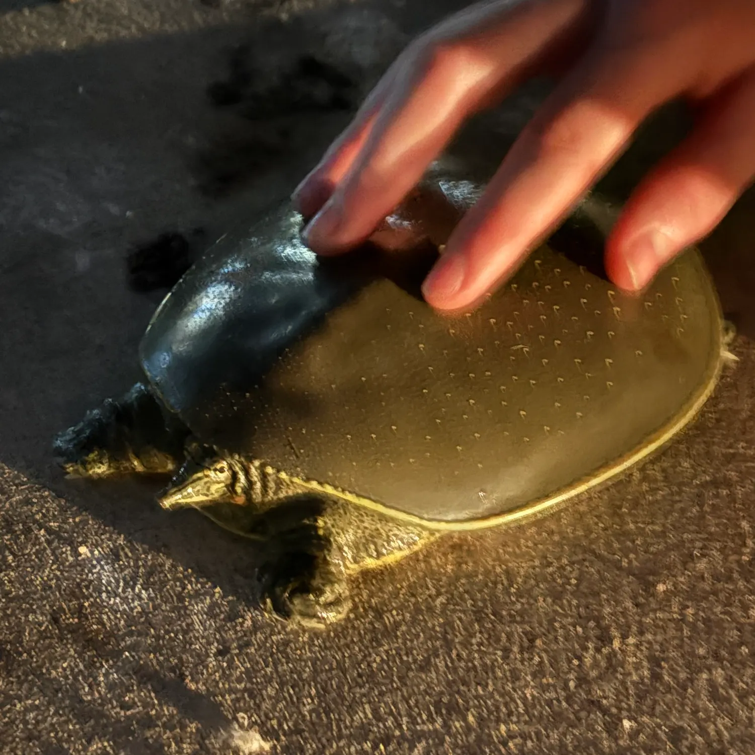 Smooth softshell turtle caught on Fishbrain
