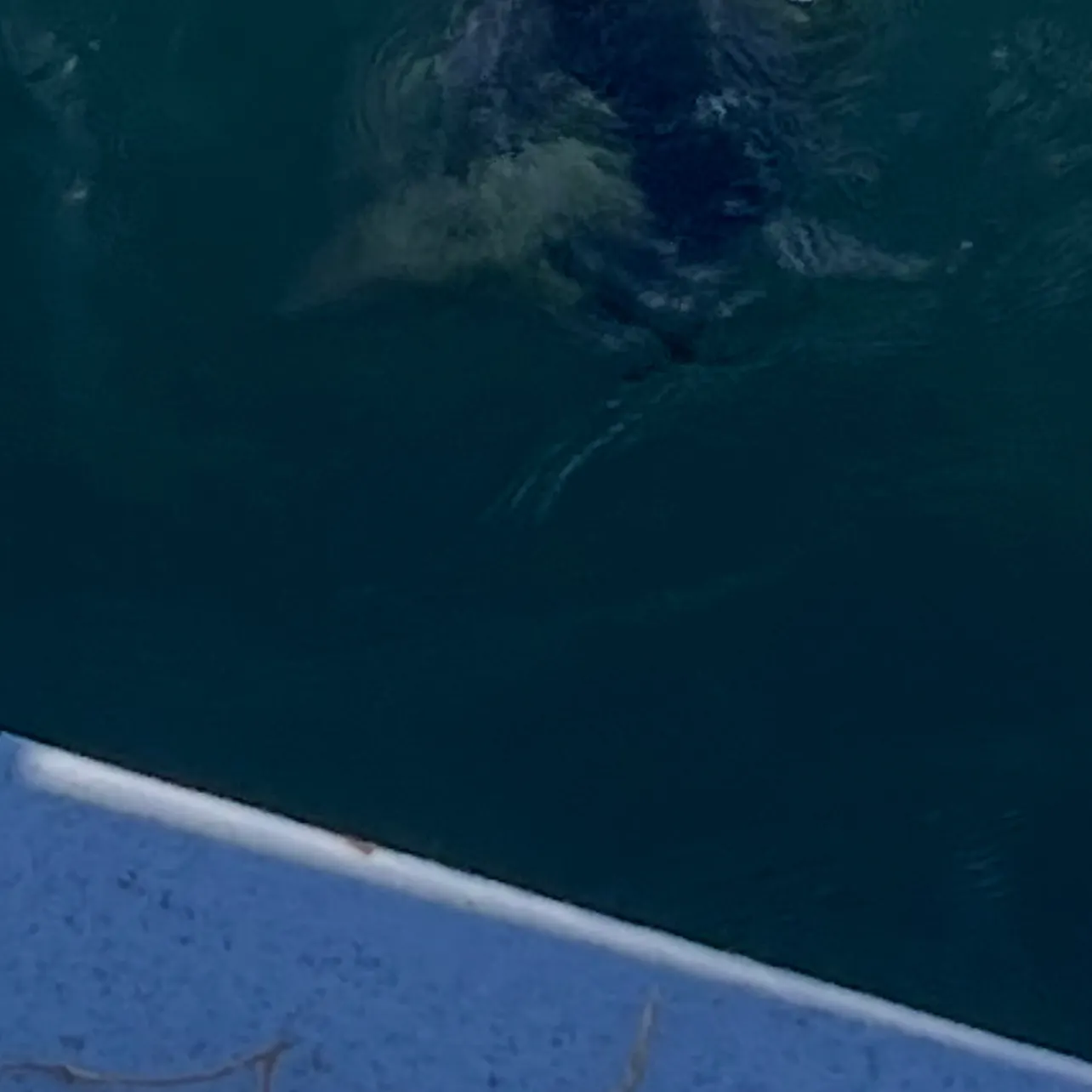 Channel catfish caught on Fishbrain