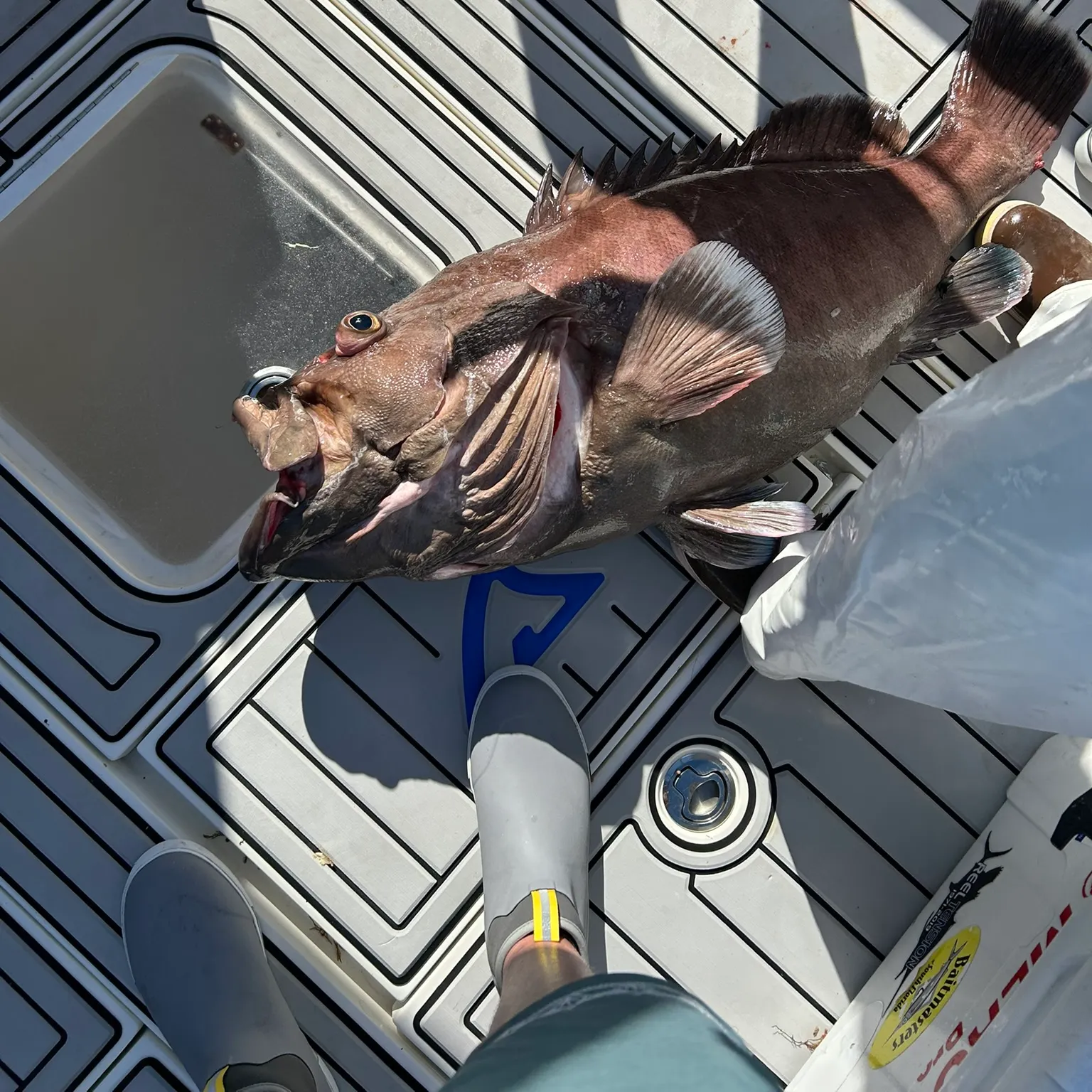 The most recent Red grouper catches on Fishbrain