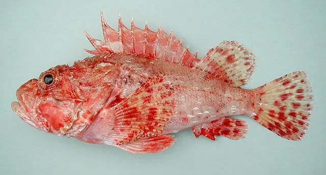 Small red scorpionfish