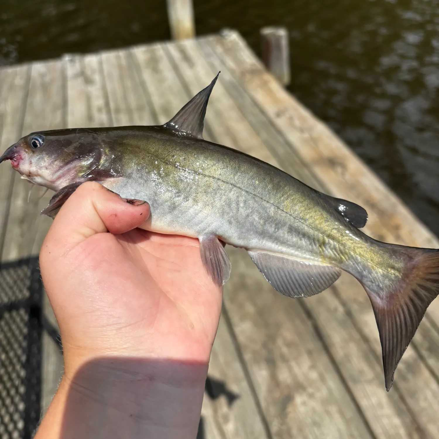 White bullhead caught on Fishbrain
