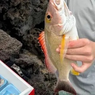 The most recent Lane snapper catches on Fishbrain