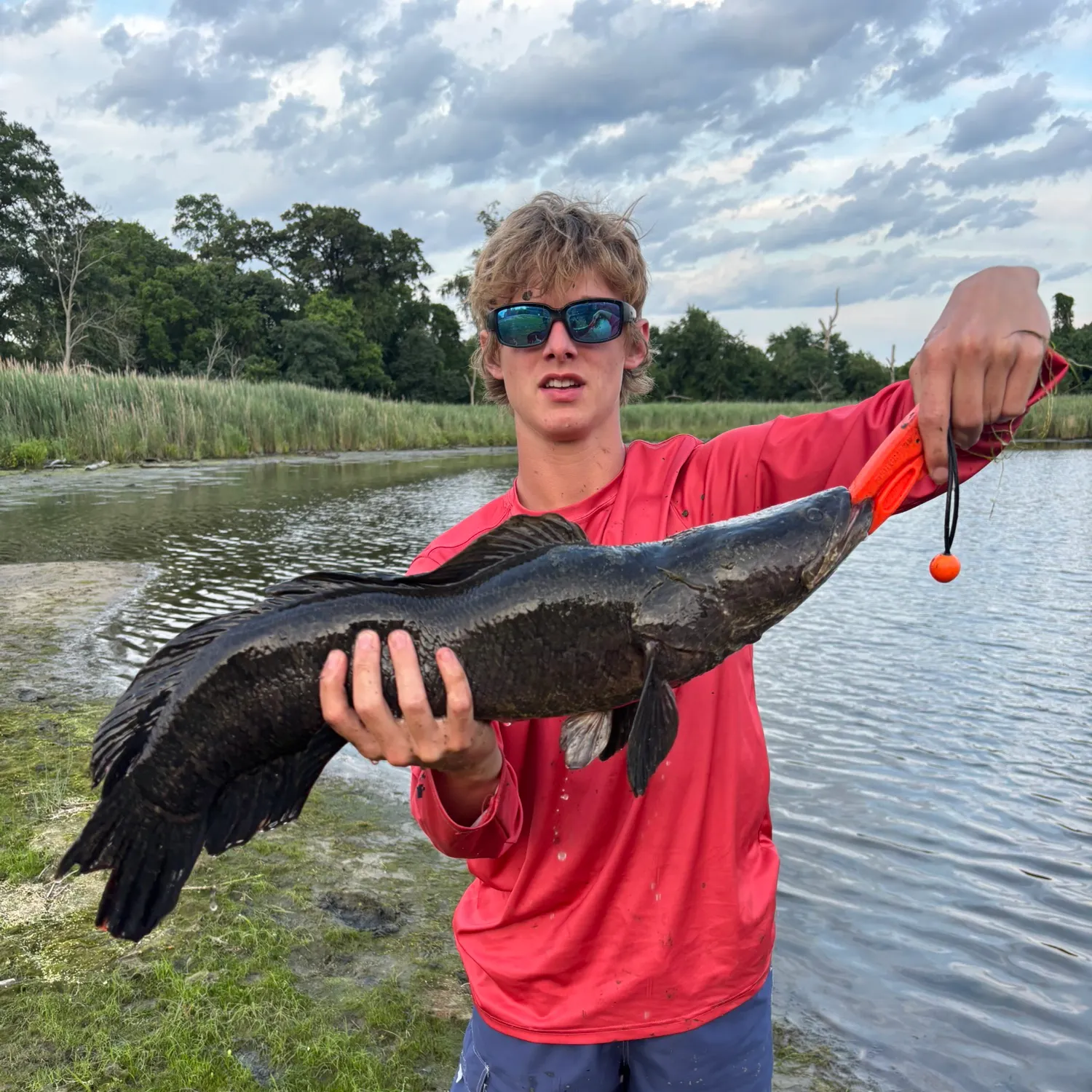 The most recent Northern snakehead catches on Fishbrain