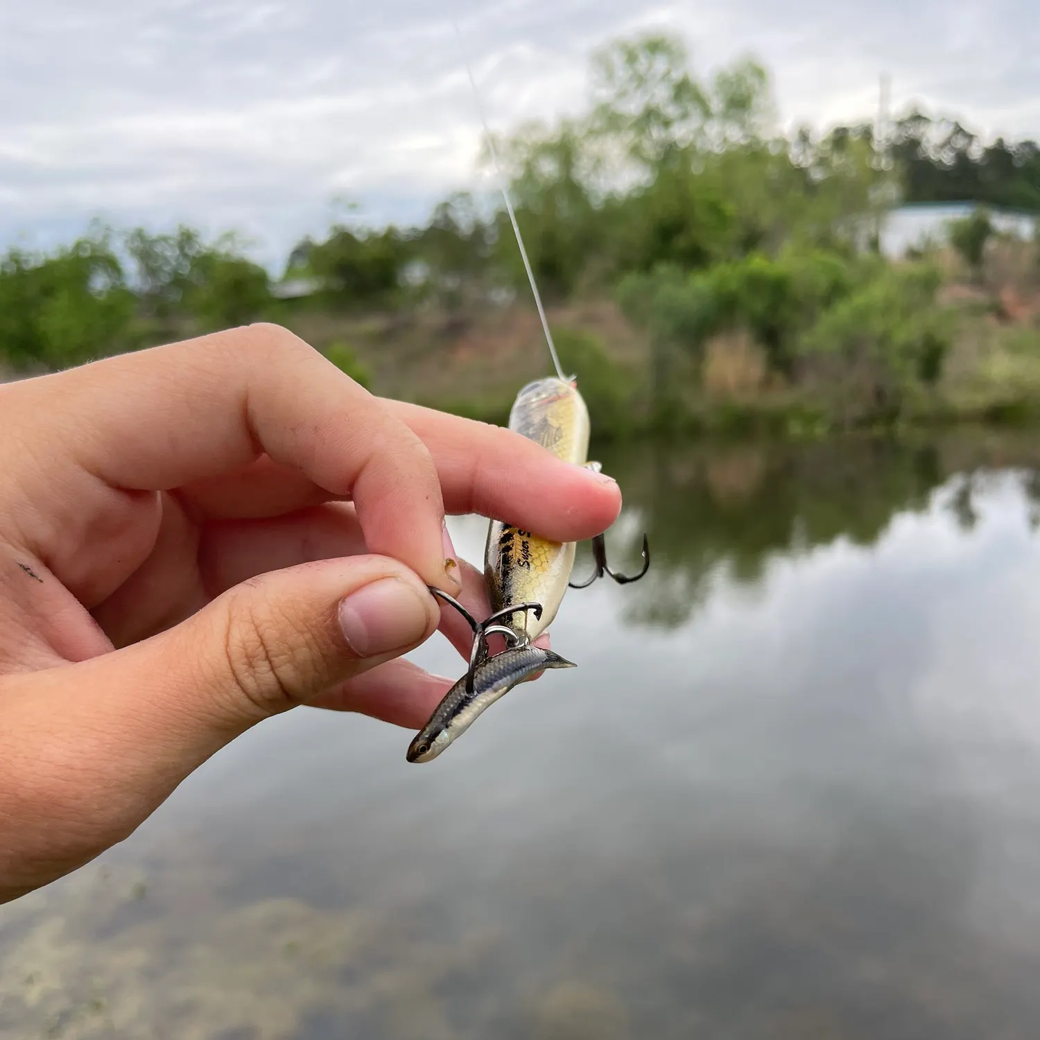 The most recent Blackstripe topminnow catches on Fishbrain