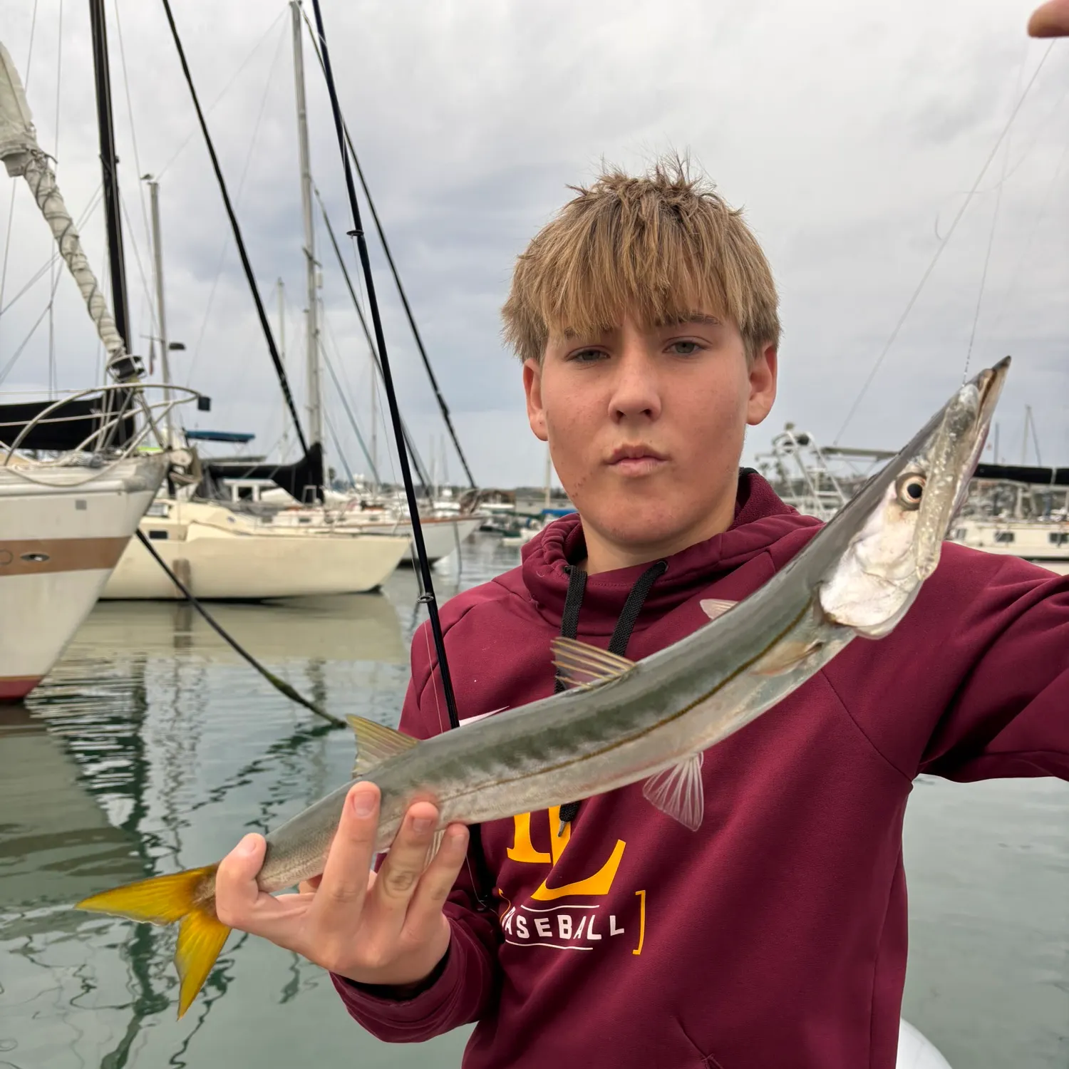 The most recent Pacific barracuda catches on Fishbrain