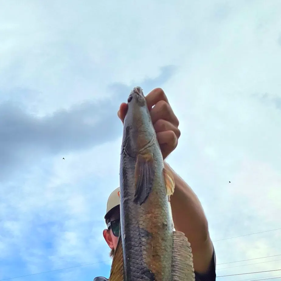 The most recent Bullseye snakehead catches on Fishbrain