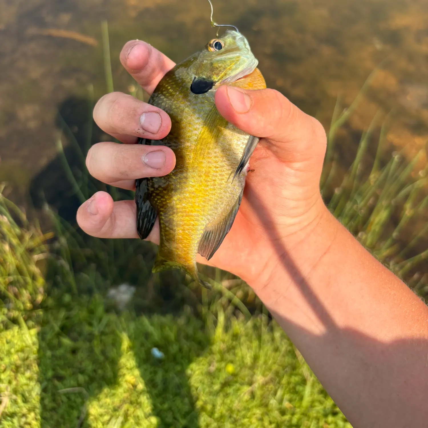 The most recent Redbreast sunfish catches on Fishbrain