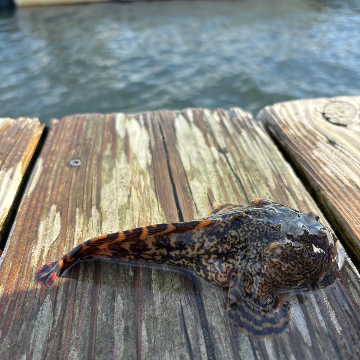 Oyster toadfish caught on Fishbrain