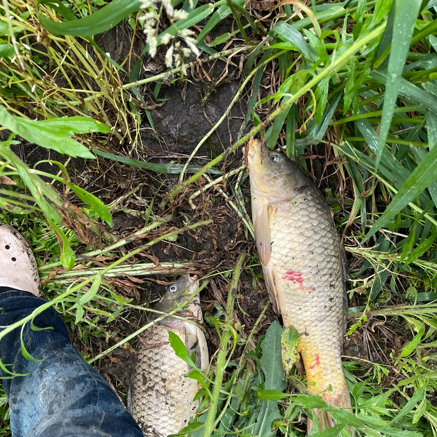 catch