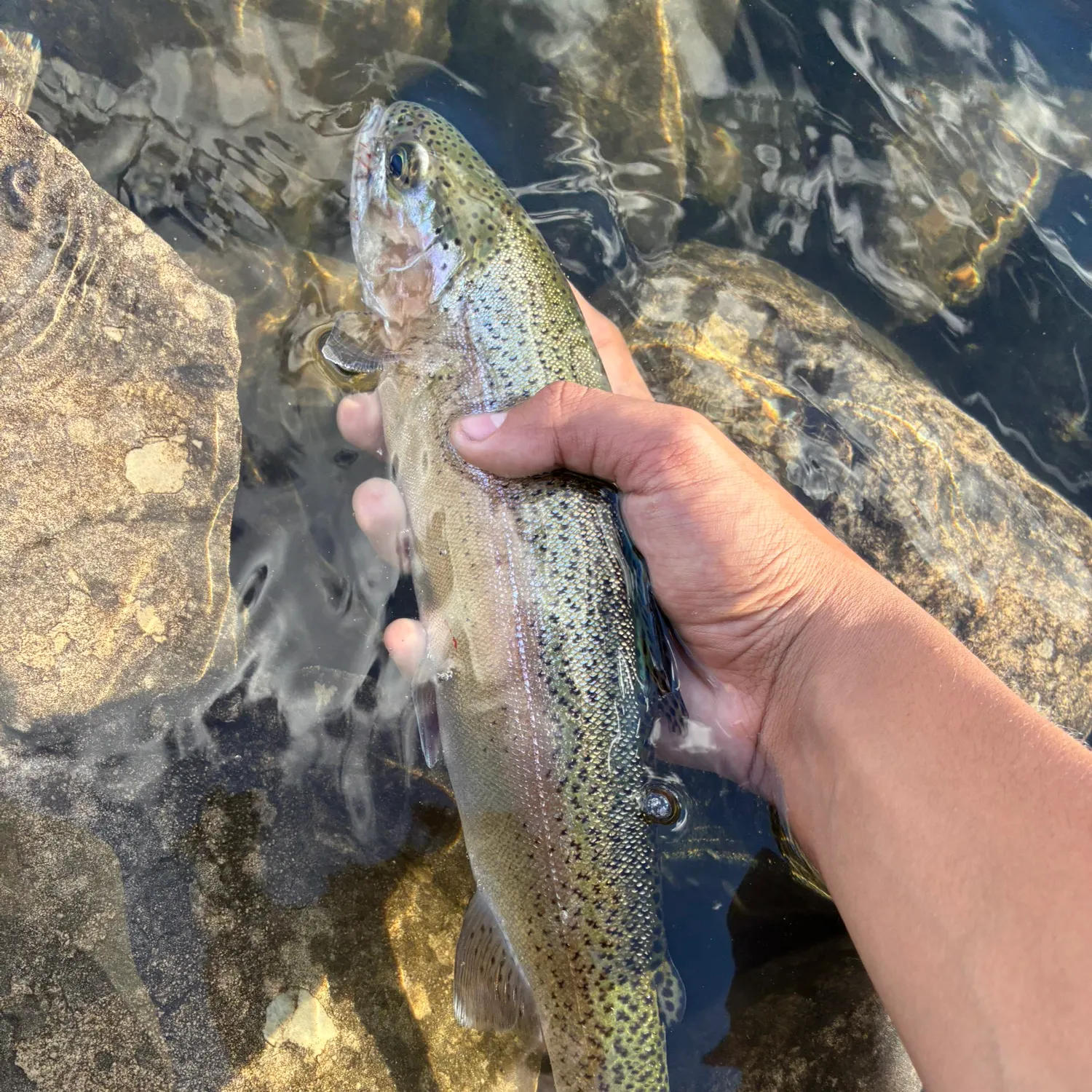 Rainbow trout caught on Fishbrain
