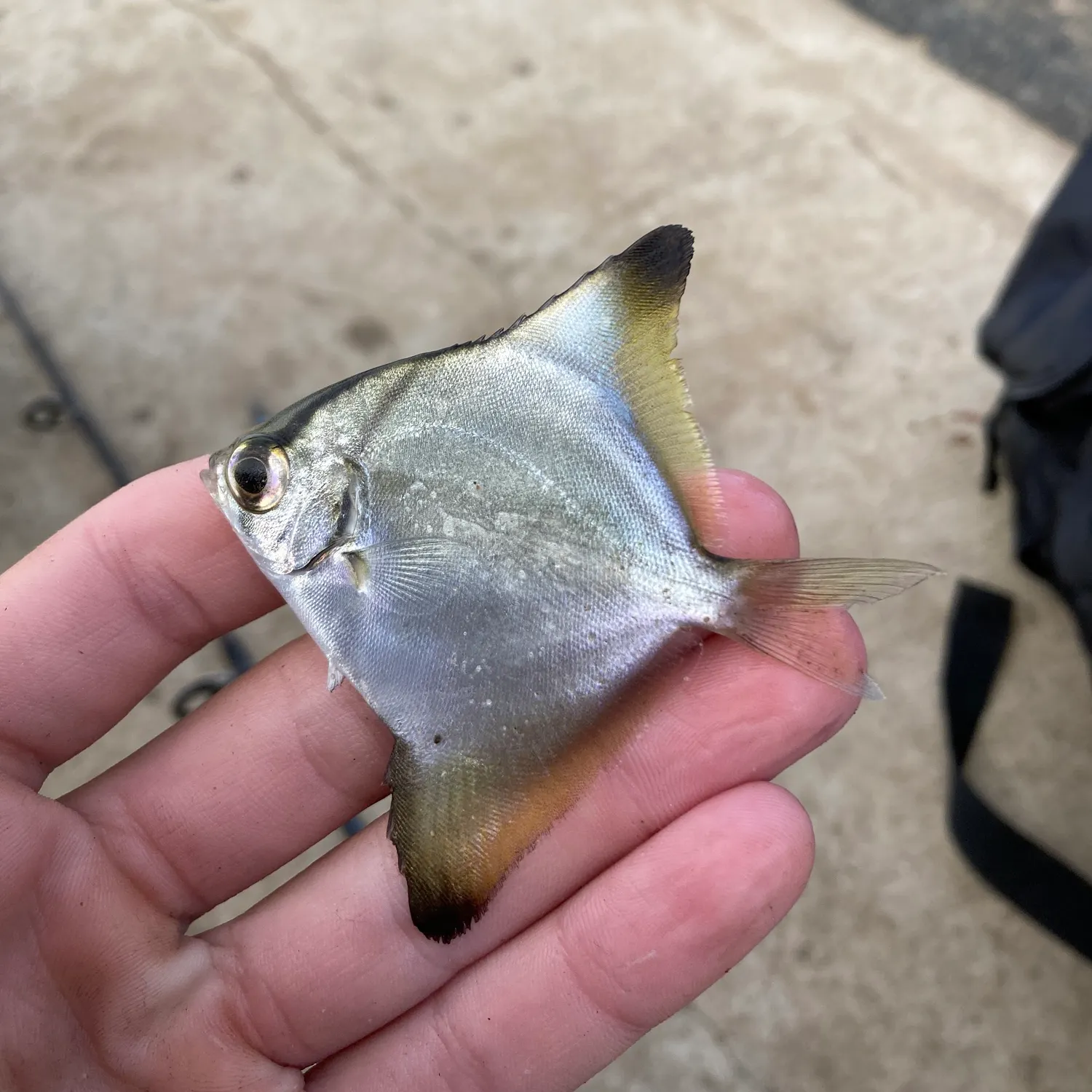 The most recent Silver moony catches on Fishbrain