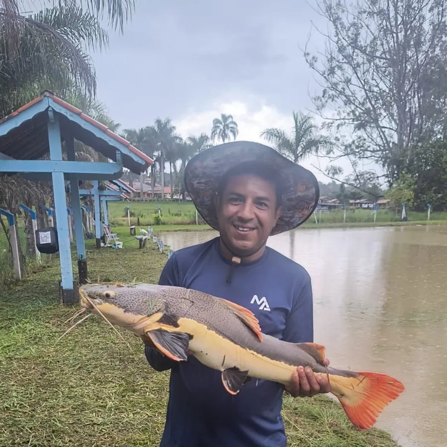 The most recent Redtail catfish catches on Fishbrain