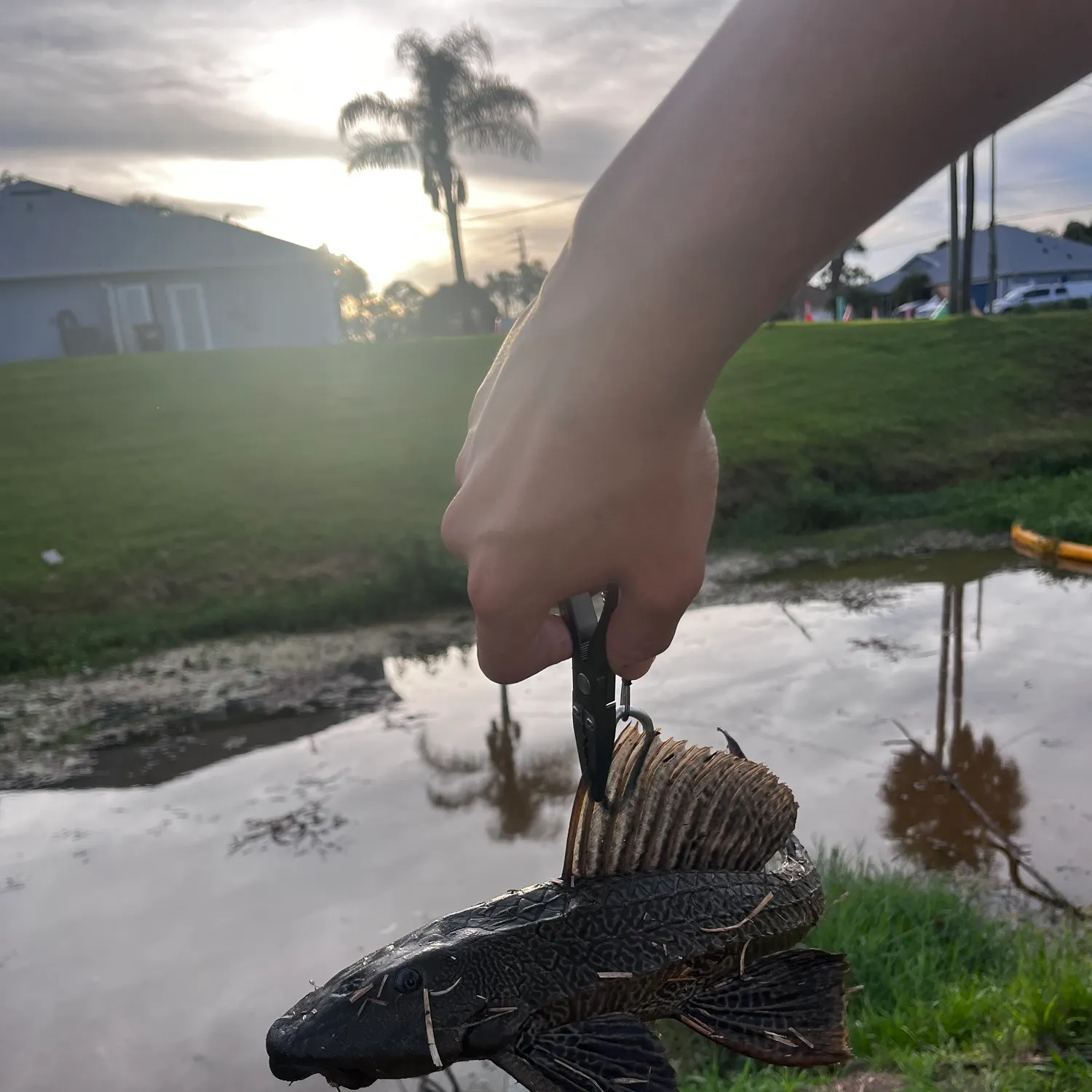 The most recent Orinoco sailfin catfish catches on Fishbrain