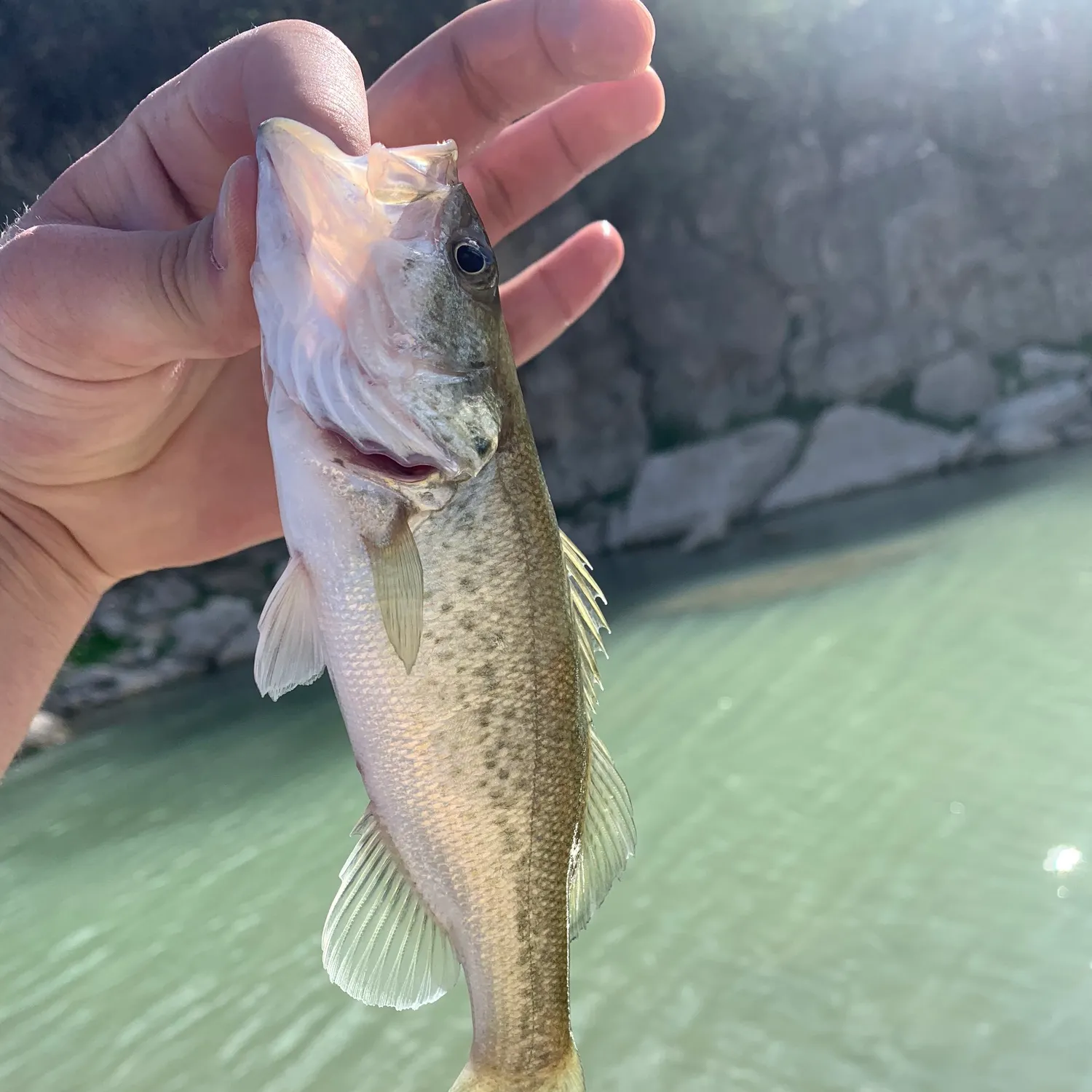 The most recent Guadalupe bass catches on Fishbrain