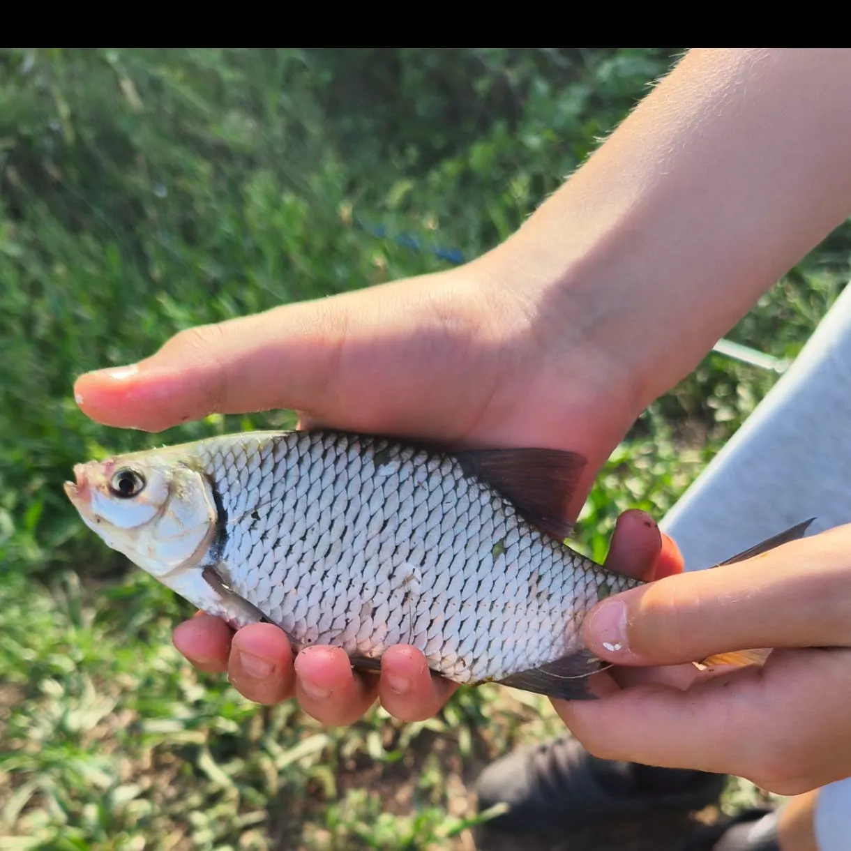 Common rudd caught on Fishbrain