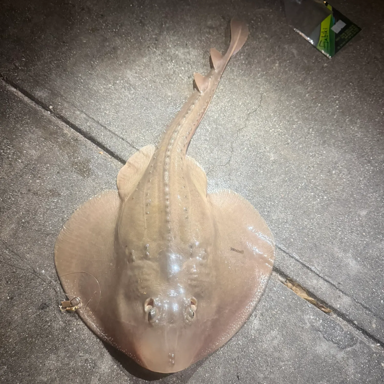 The most recent Thornback ray catches on Fishbrain