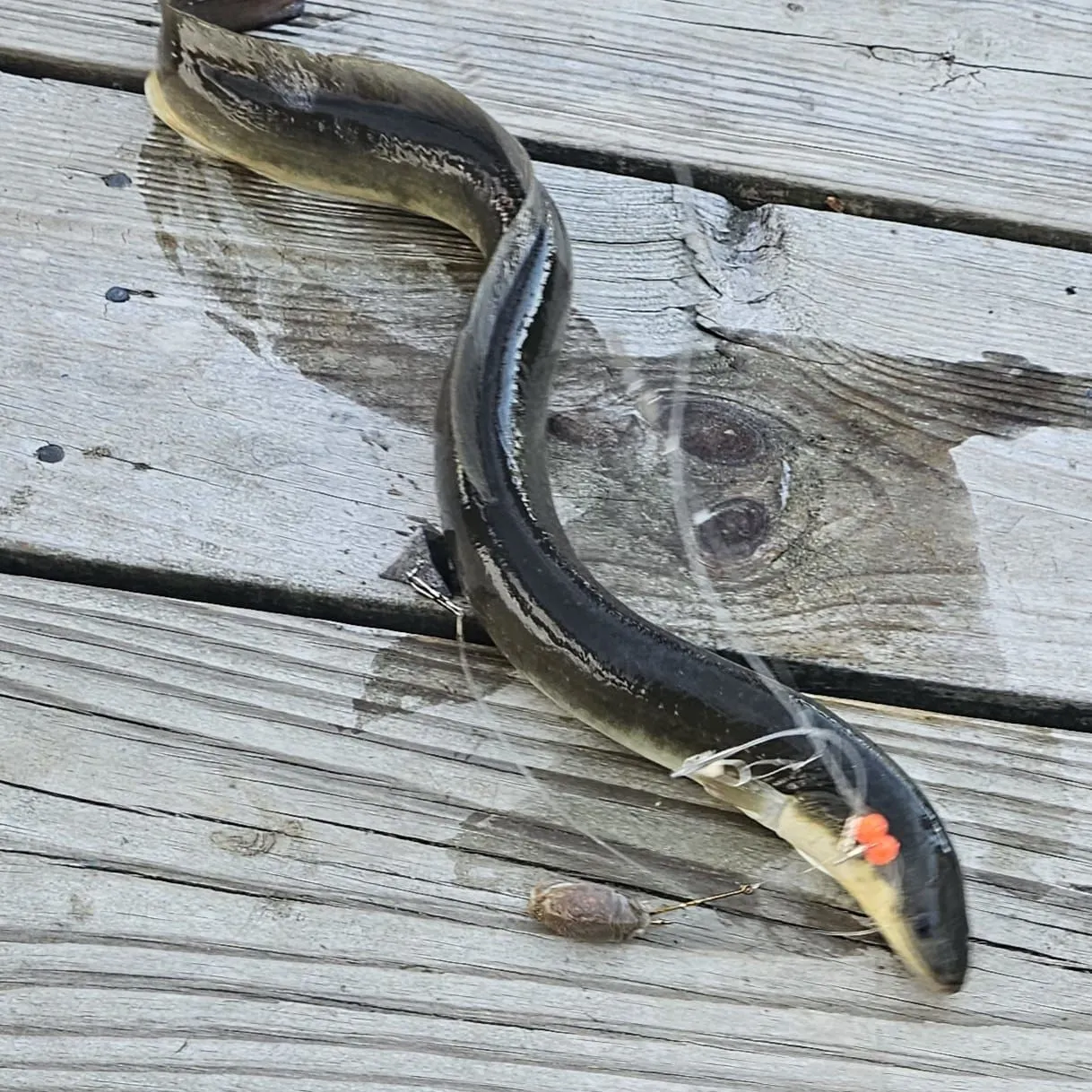 The most recent American eel catches on Fishbrain