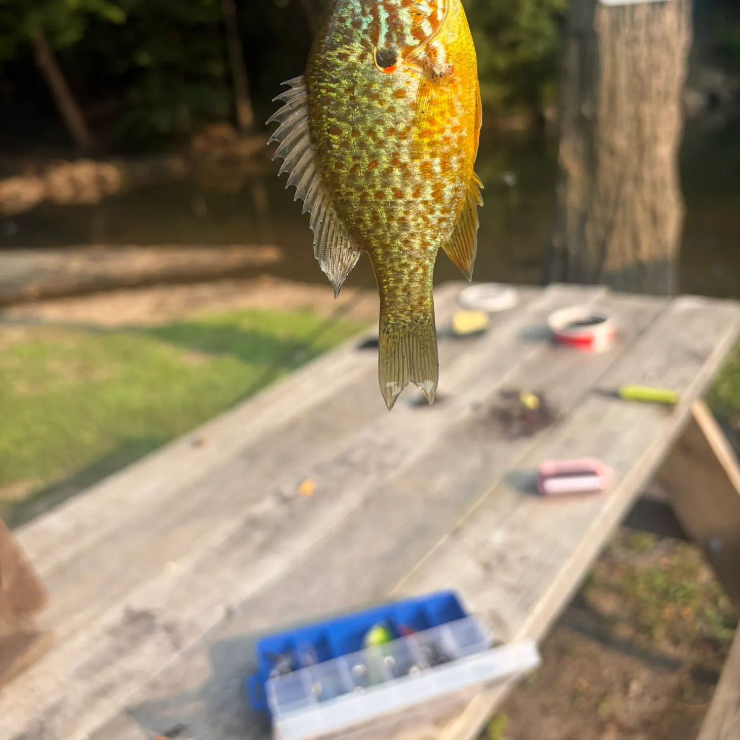 Pumpkinseed caught on Fishbrain