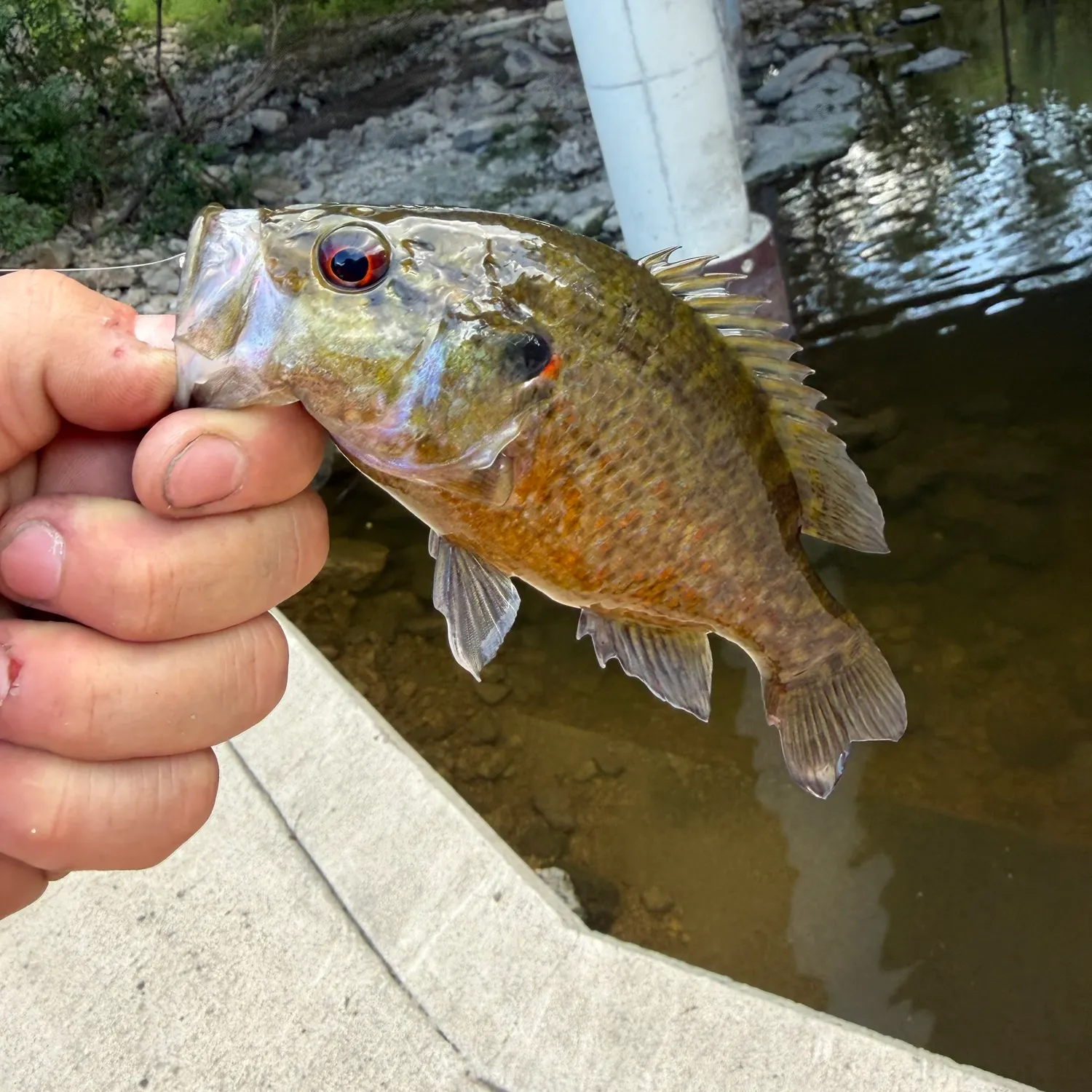 Warmouth caught on Fishbrain