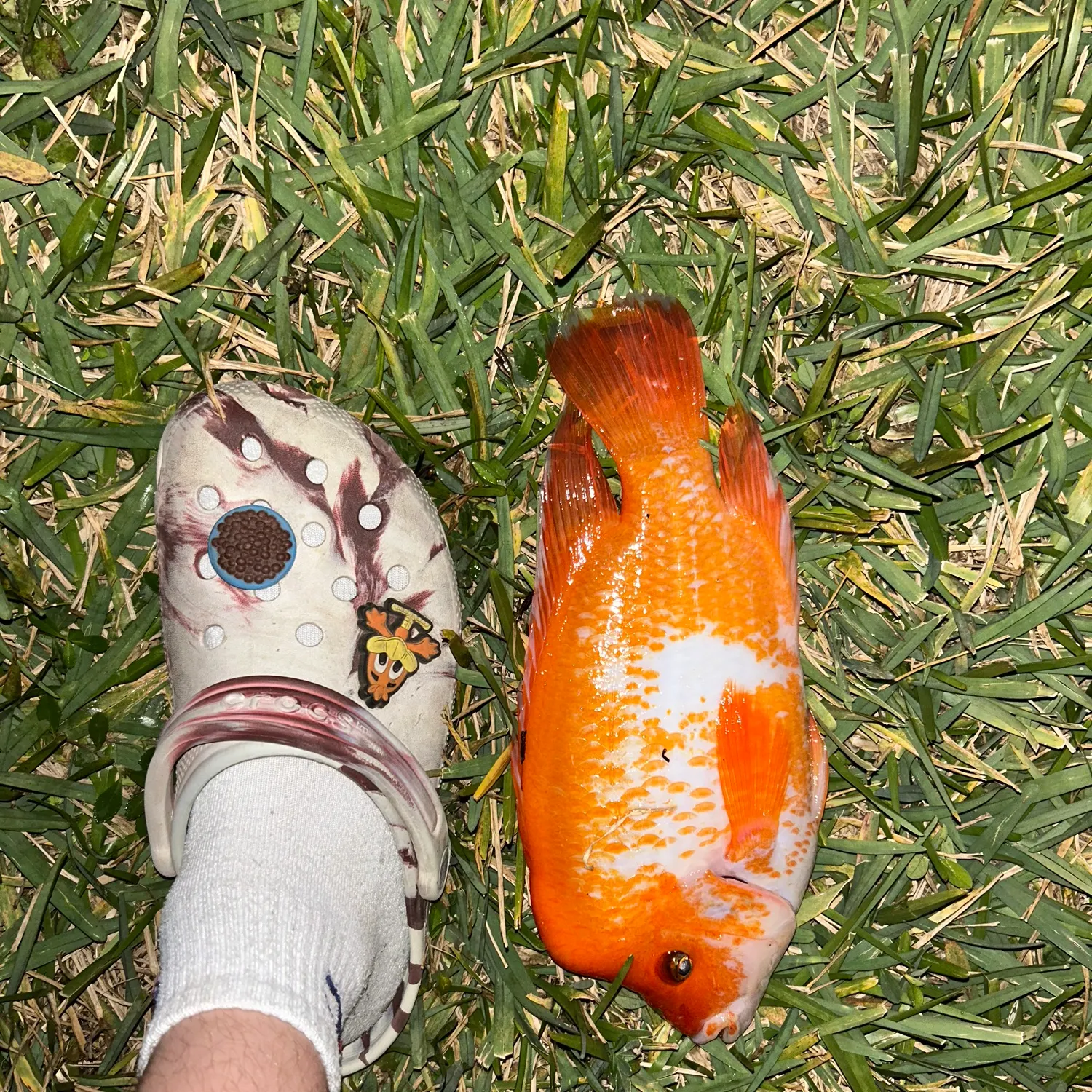 The most recent Midas cichlid catches on Fishbrain