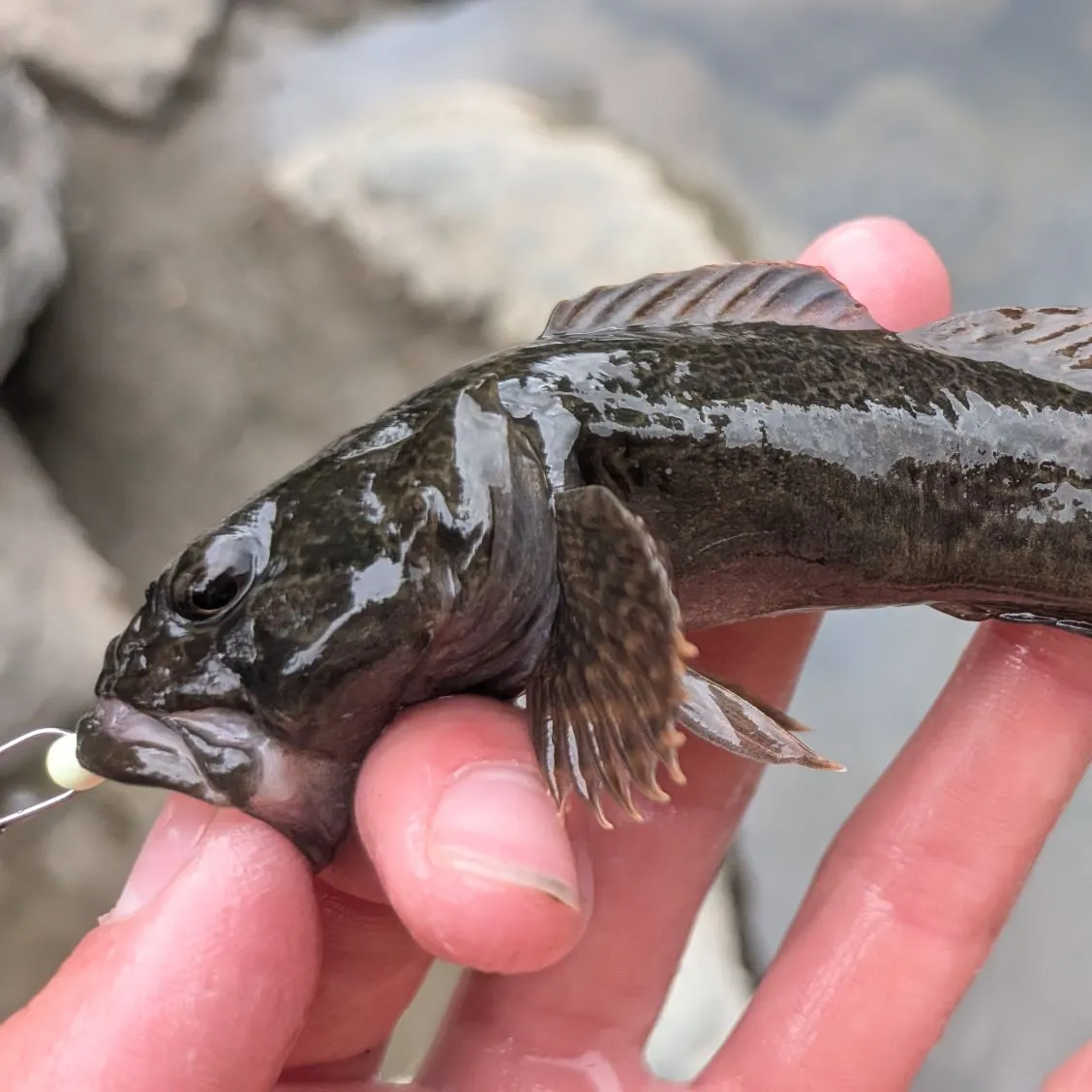 The most recent Prickly sculpin catches on Fishbrain