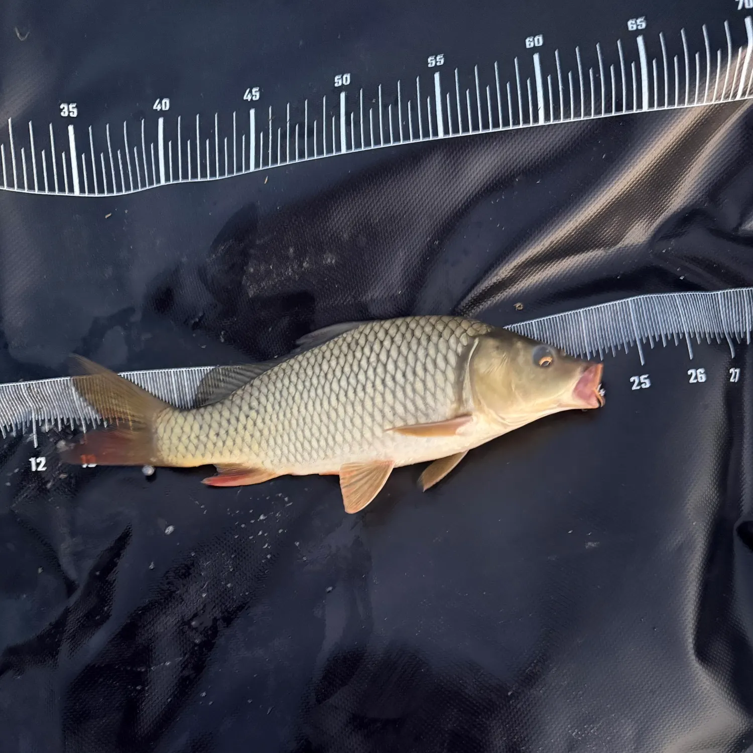 Grass carp caught on Fishbrain