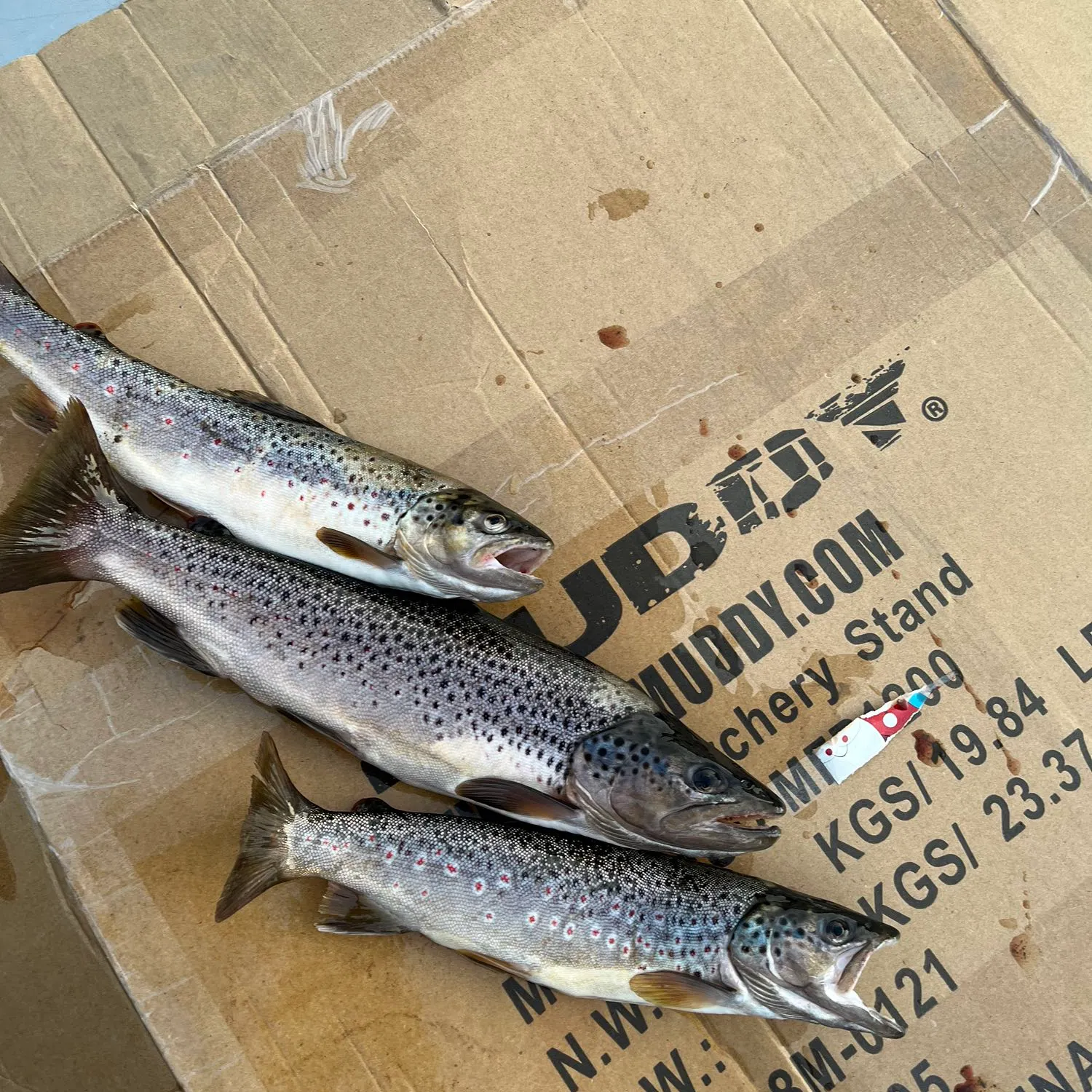 recently logged catches