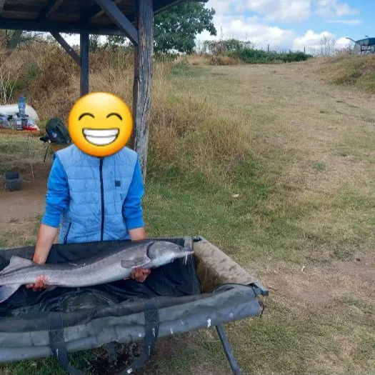 The most recent Green sturgeon catches on Fishbrain