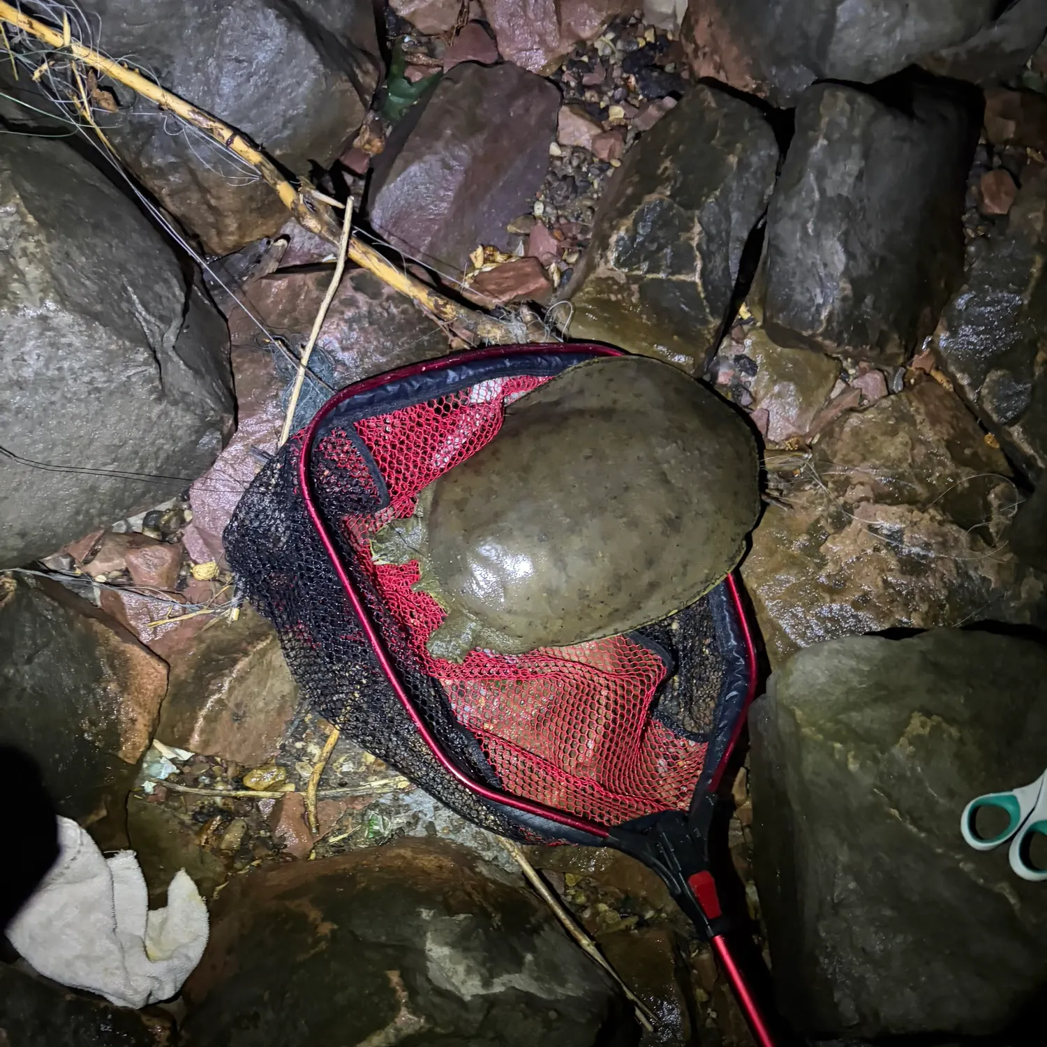 The most recent Spiny softshell turtle catches on Fishbrain