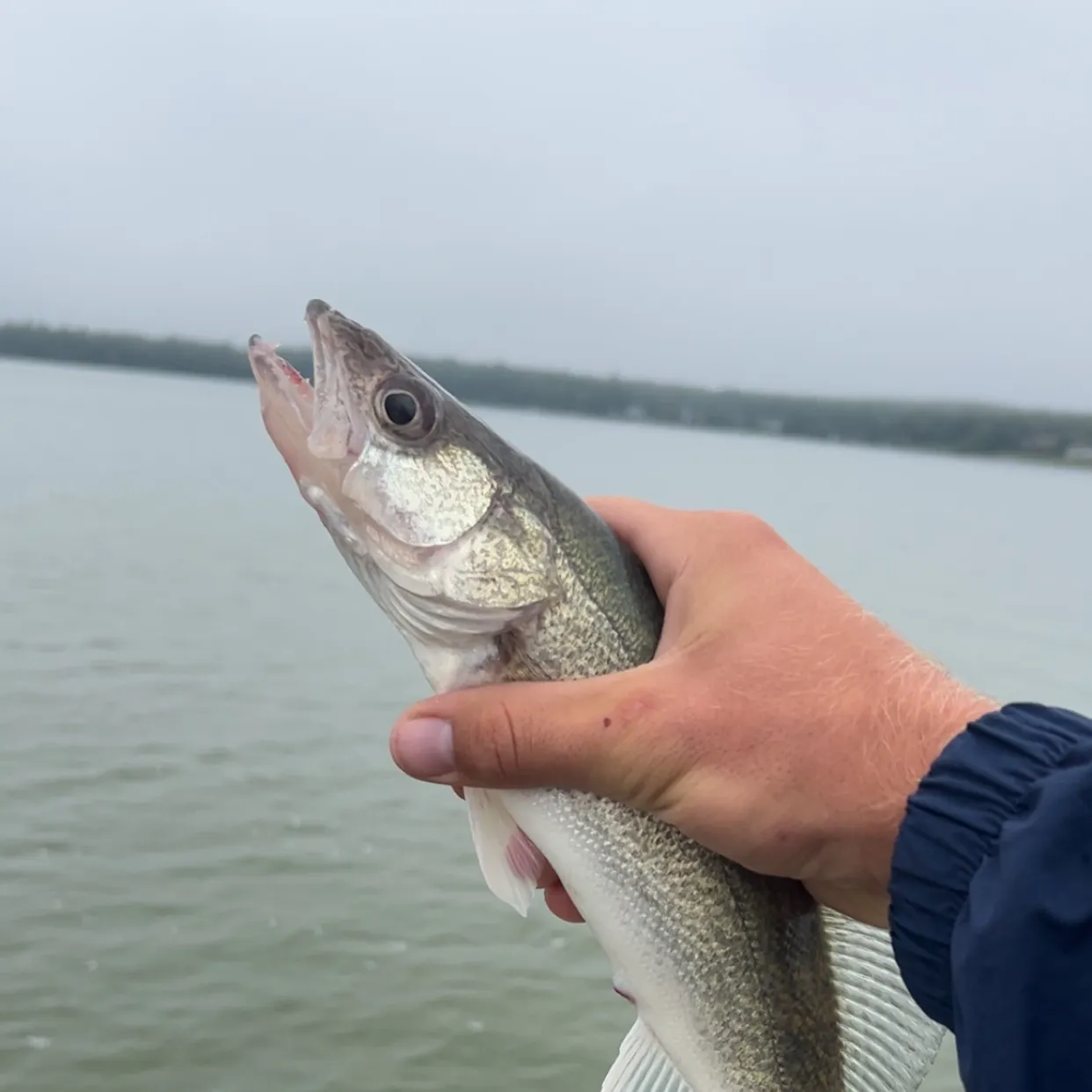 Walleye caught on Fishbrain