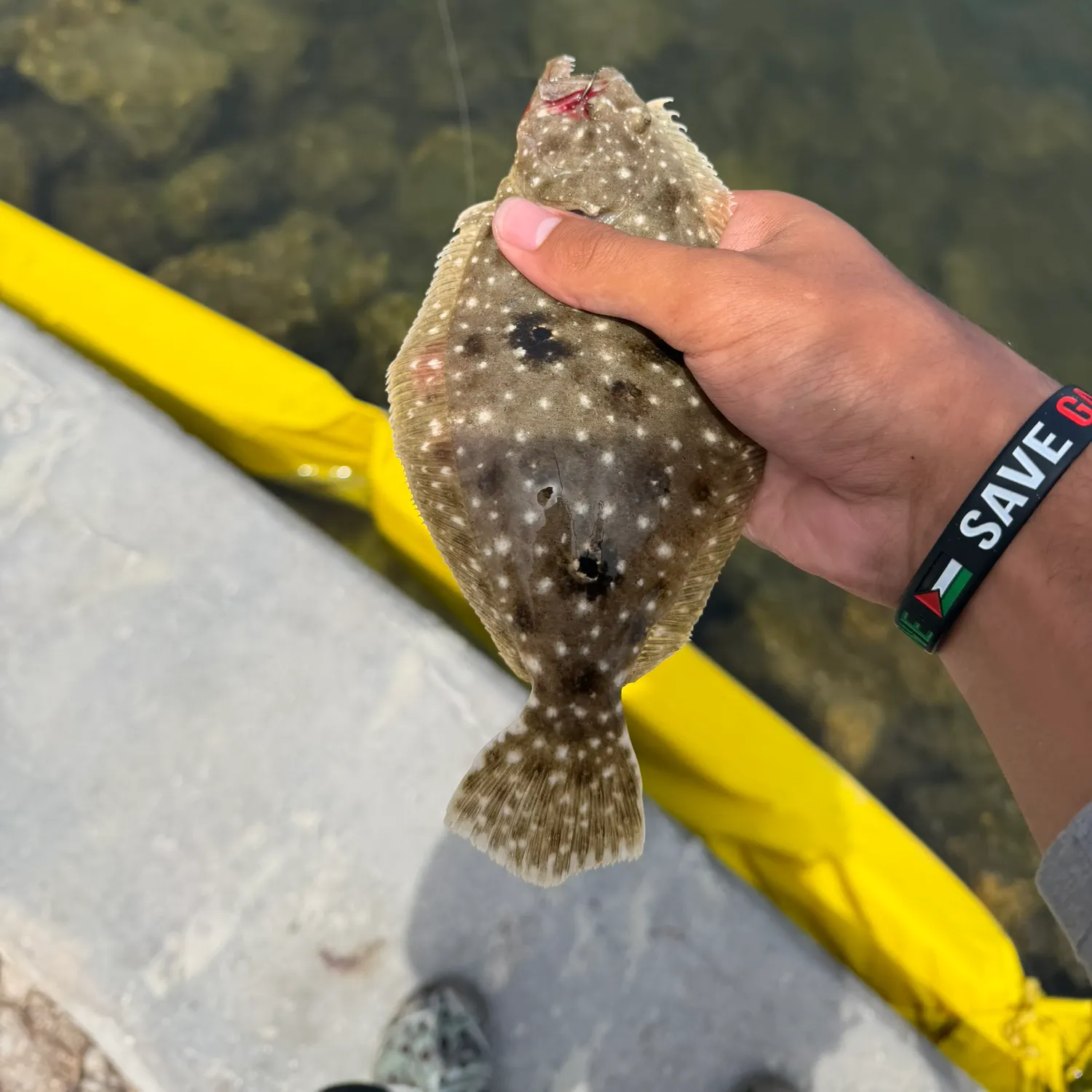 The most recent Gulf flounder catches on Fishbrain