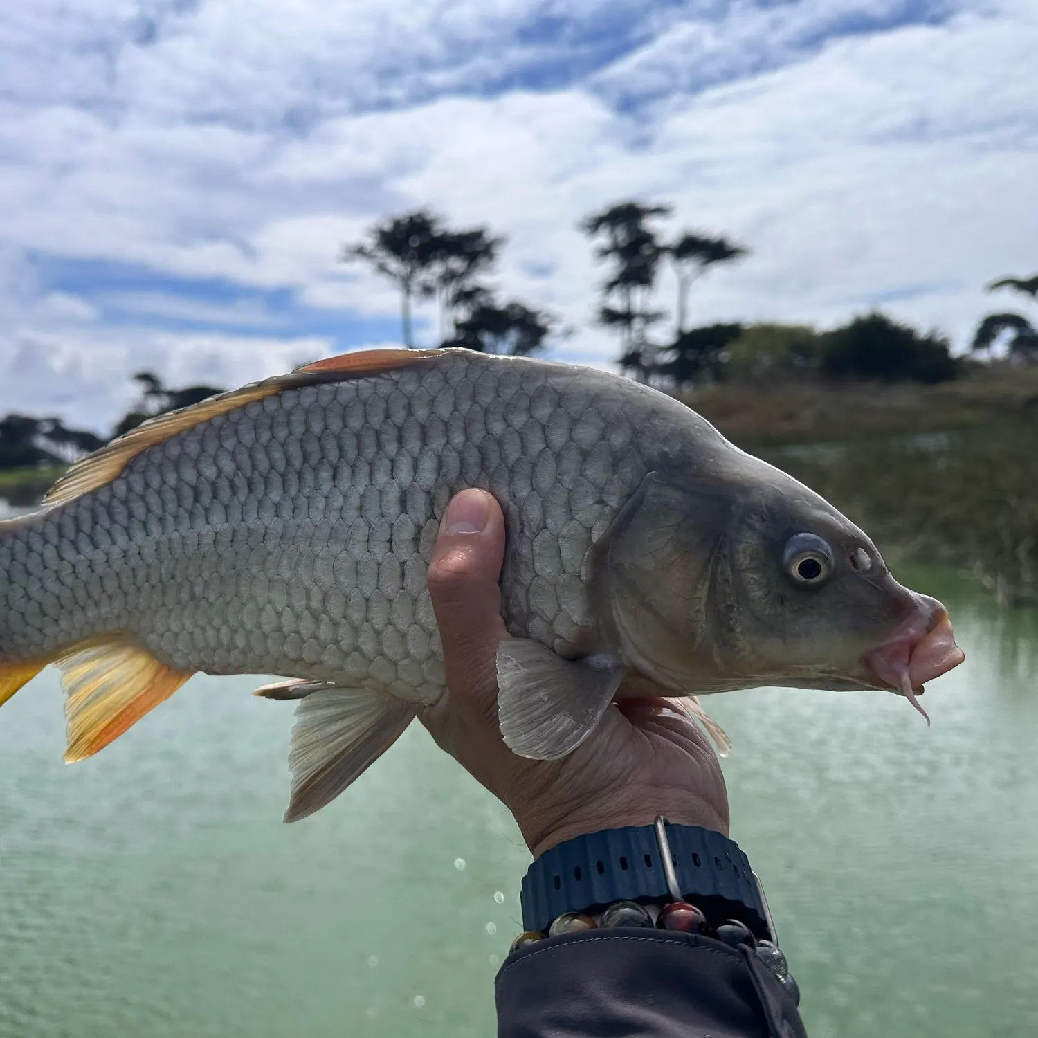 Common carp caught on Fishbrain