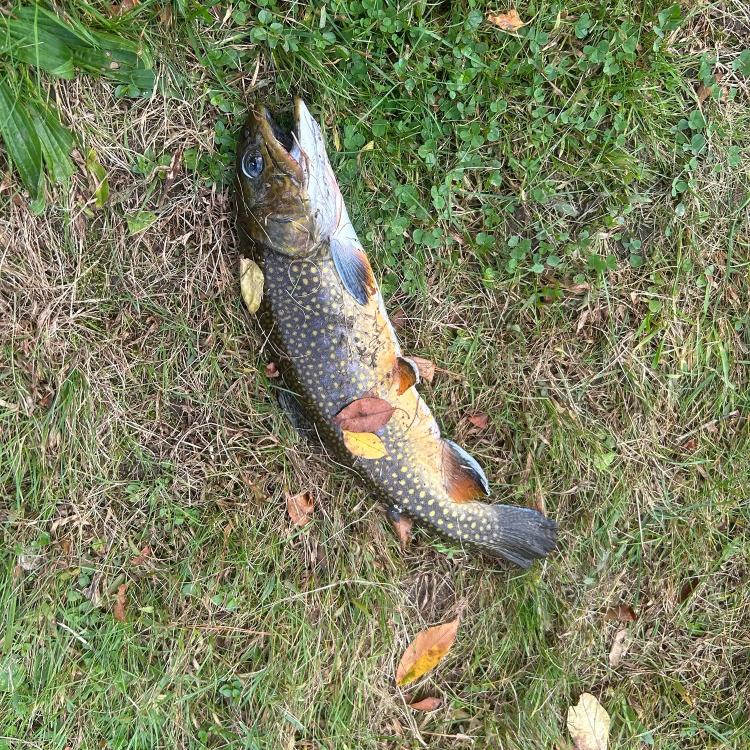 Brook trout caught on Fishbrain