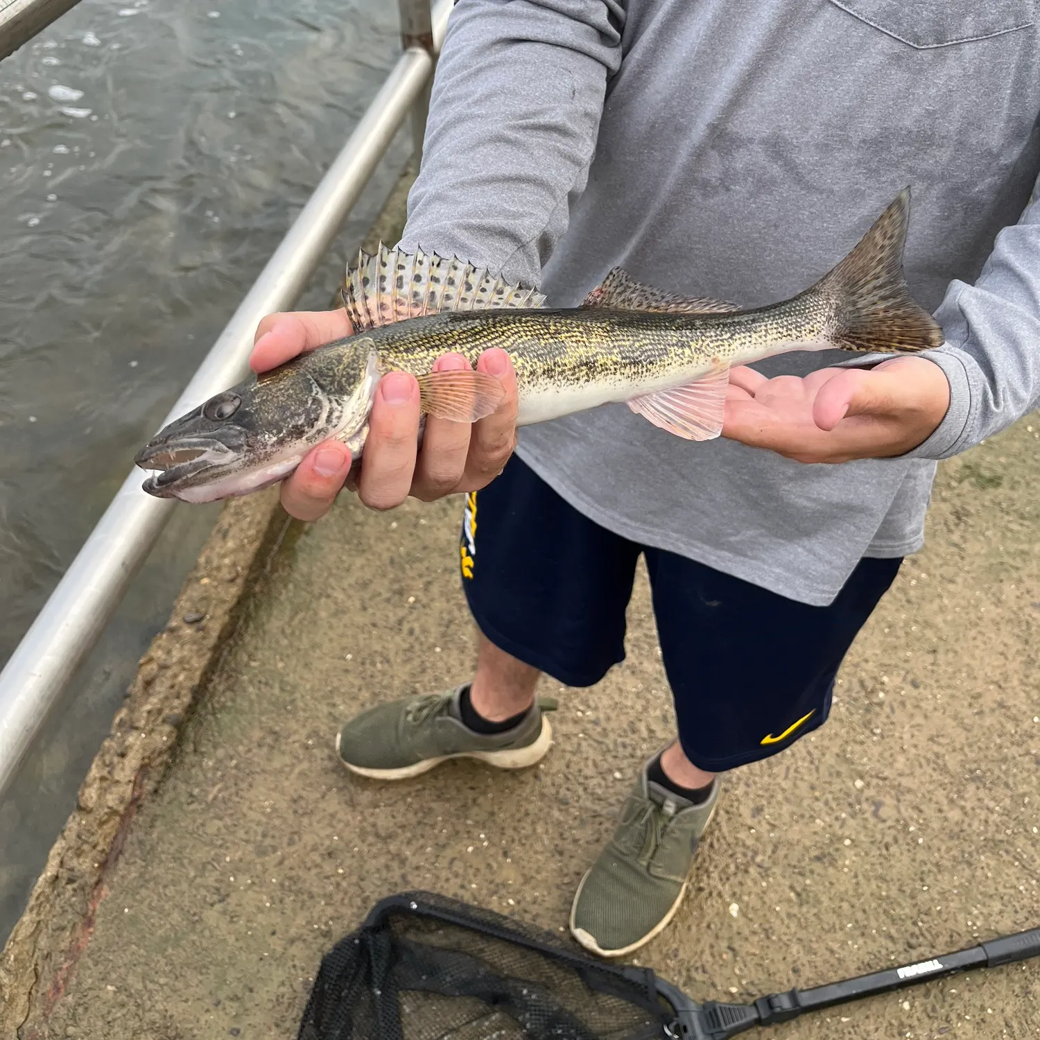 The most recent Sauger catches on Fishbrain