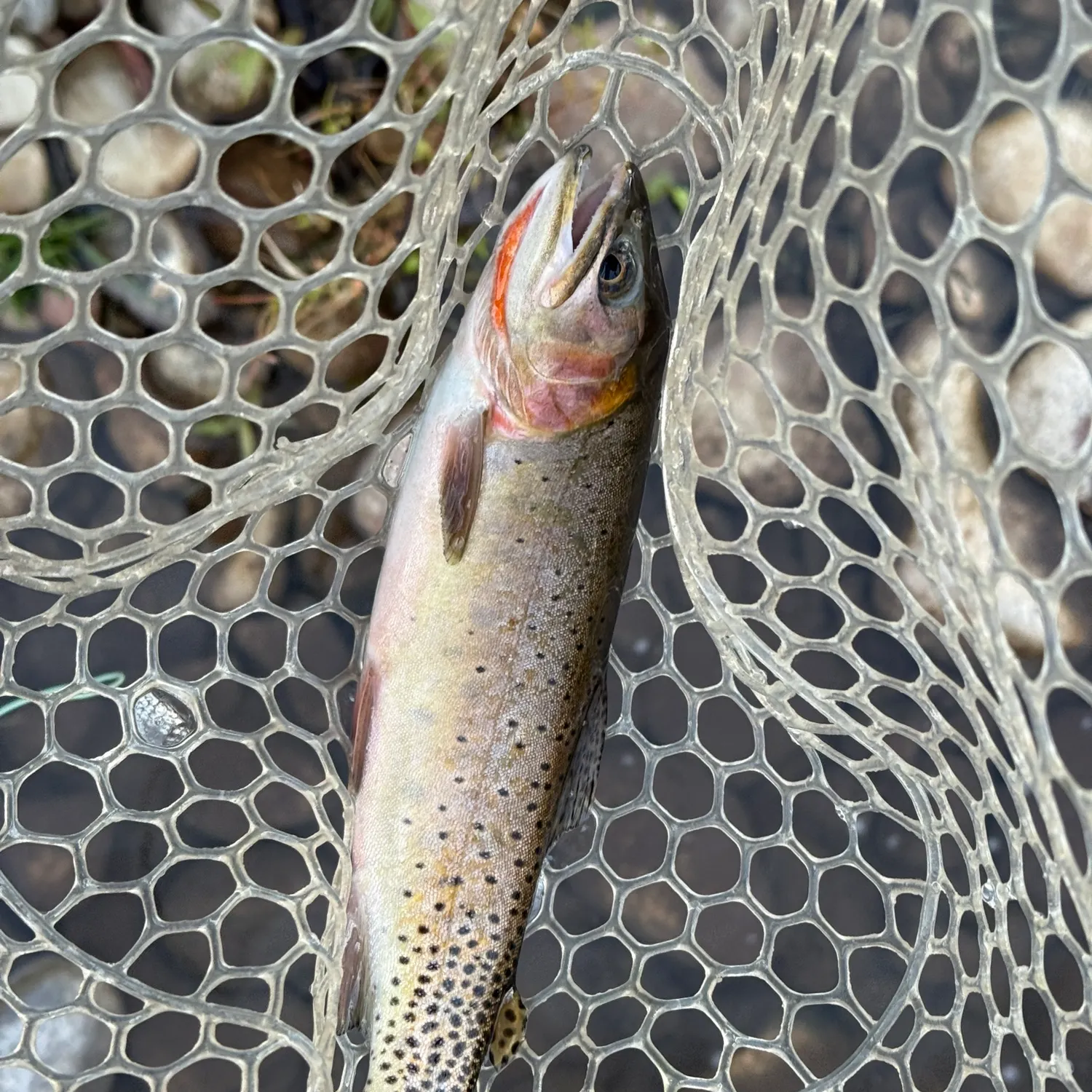 Colorado river cutthroat trout caught on Fishbrain