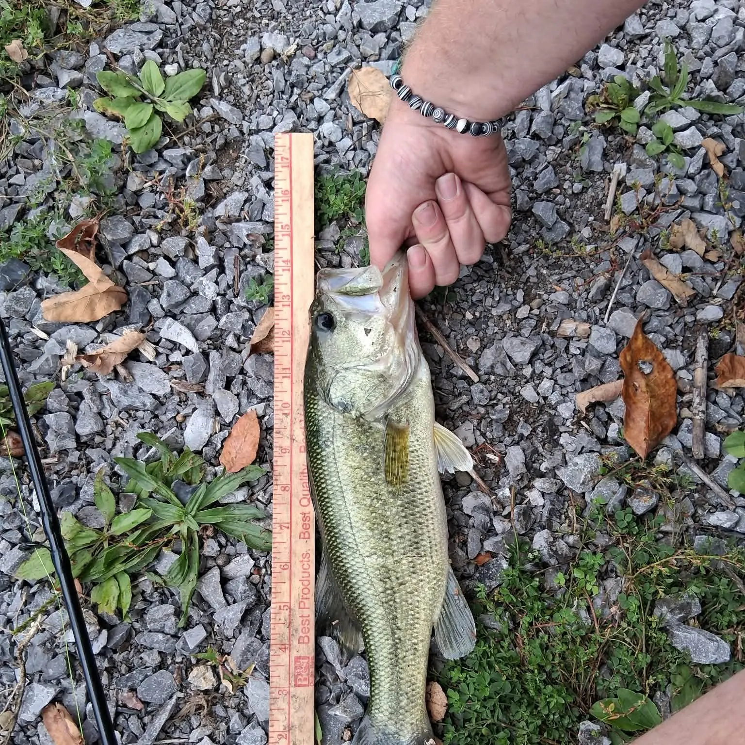 Largemouth bass caught on Fishbrain
