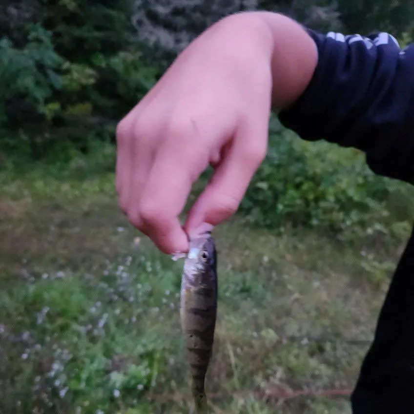 Yellow perch caught on Fishbrain