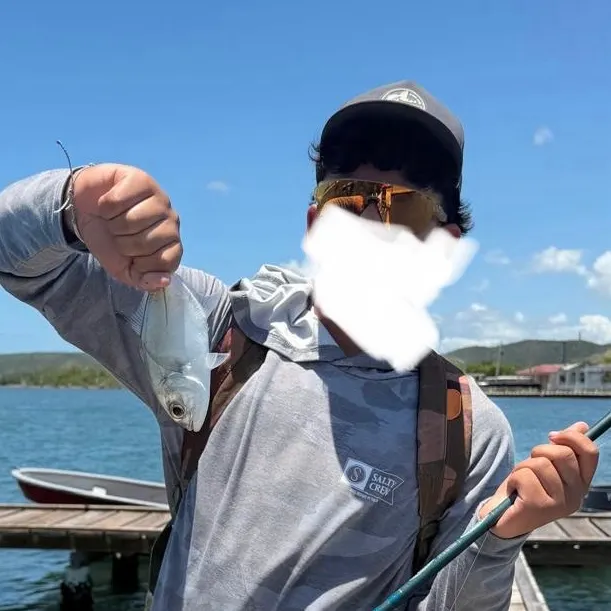 The most recent Horse-eye jack catches on Fishbrain