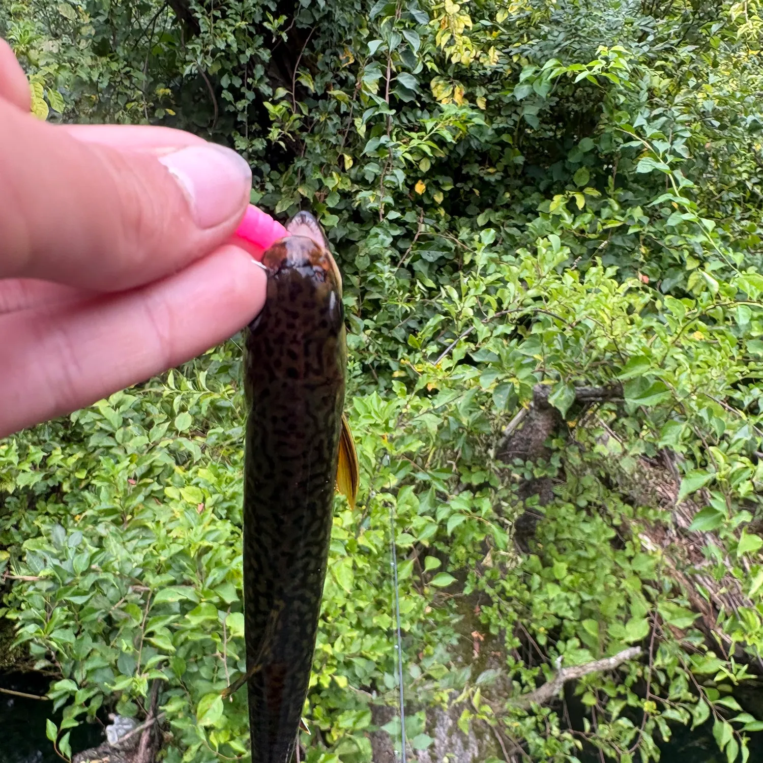 Brook trout caught on Fishbrain