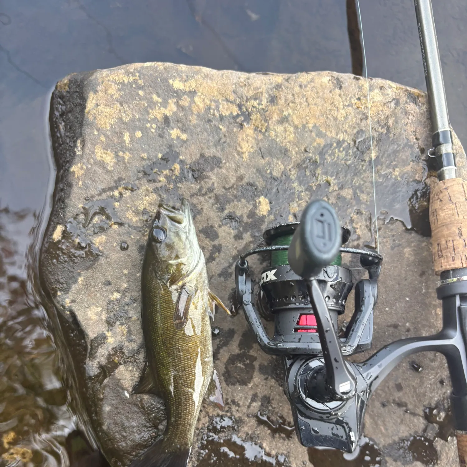 Smallmouth bass caught on Fishbrain