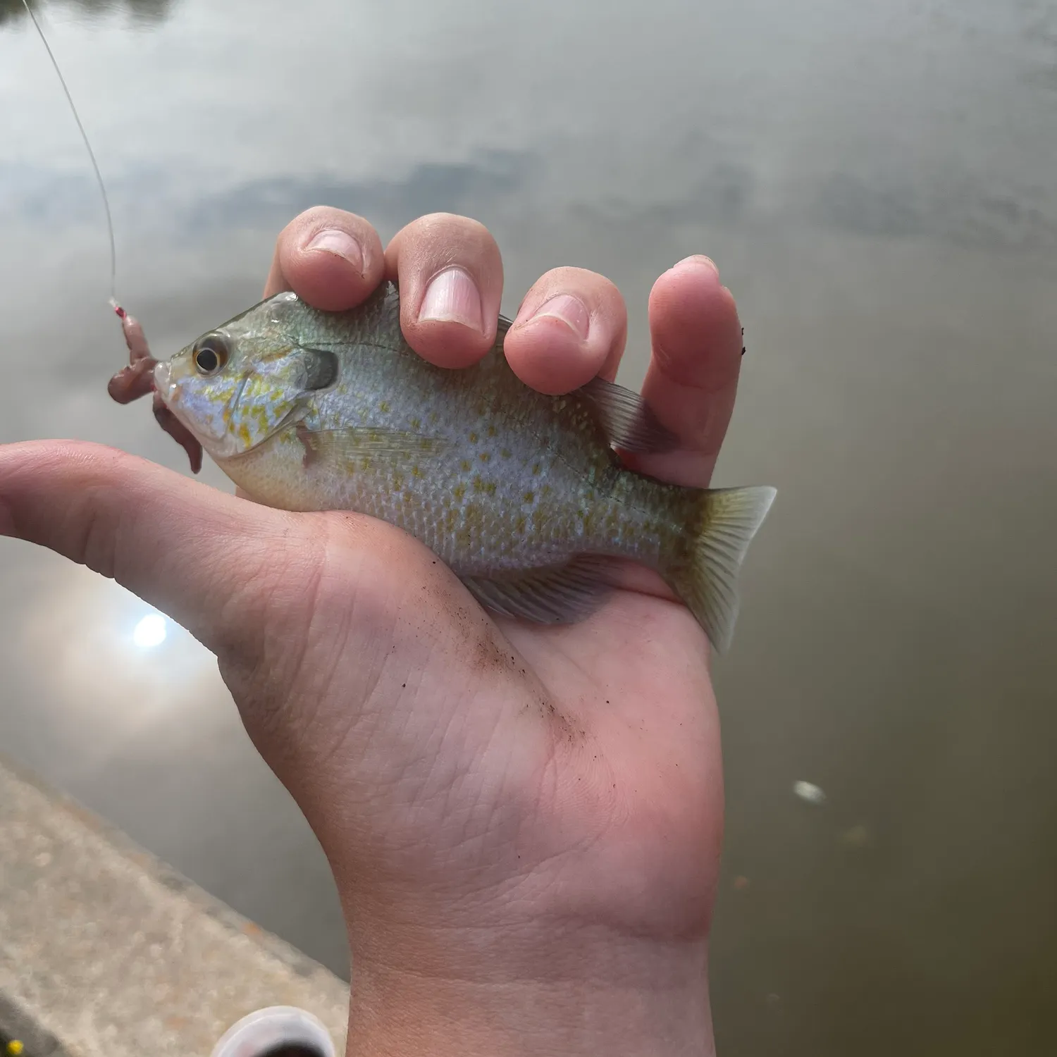 The most recent Orangespotted sunfish catches on Fishbrain