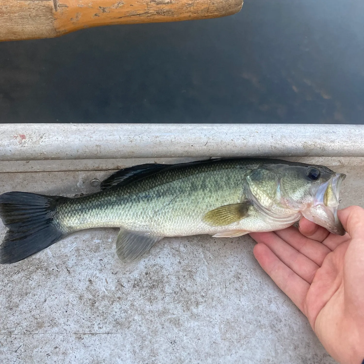 Largemouth bass caught on Fishbrain