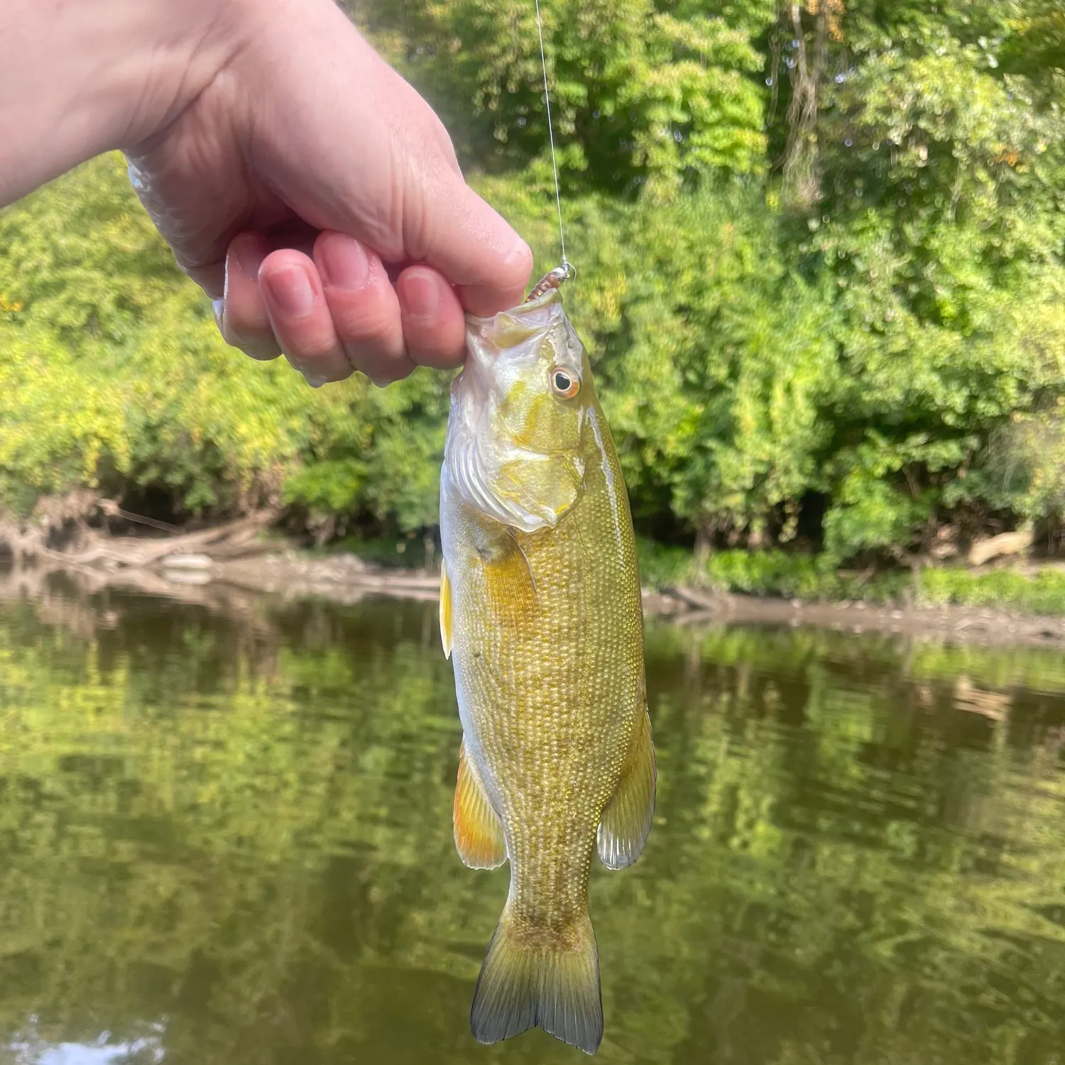 Smallmouth bass caught on Fishbrain