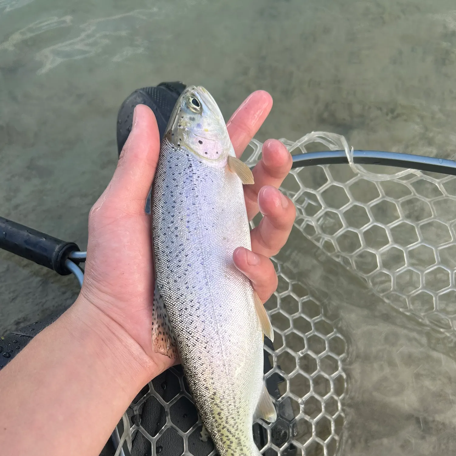 The most recent Westslope cutthroat trout catches on Fishbrain
