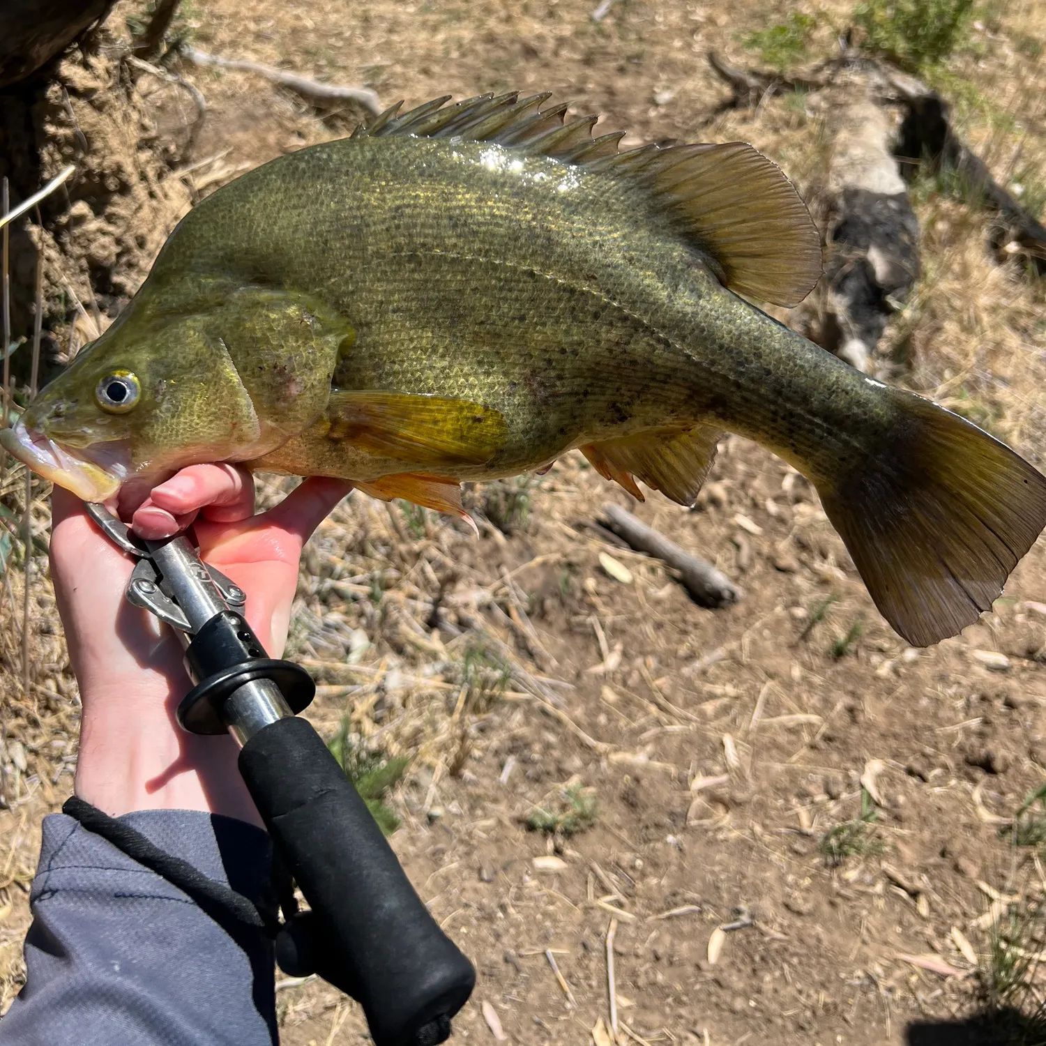 The most recent Golden perch catches on Fishbrain
