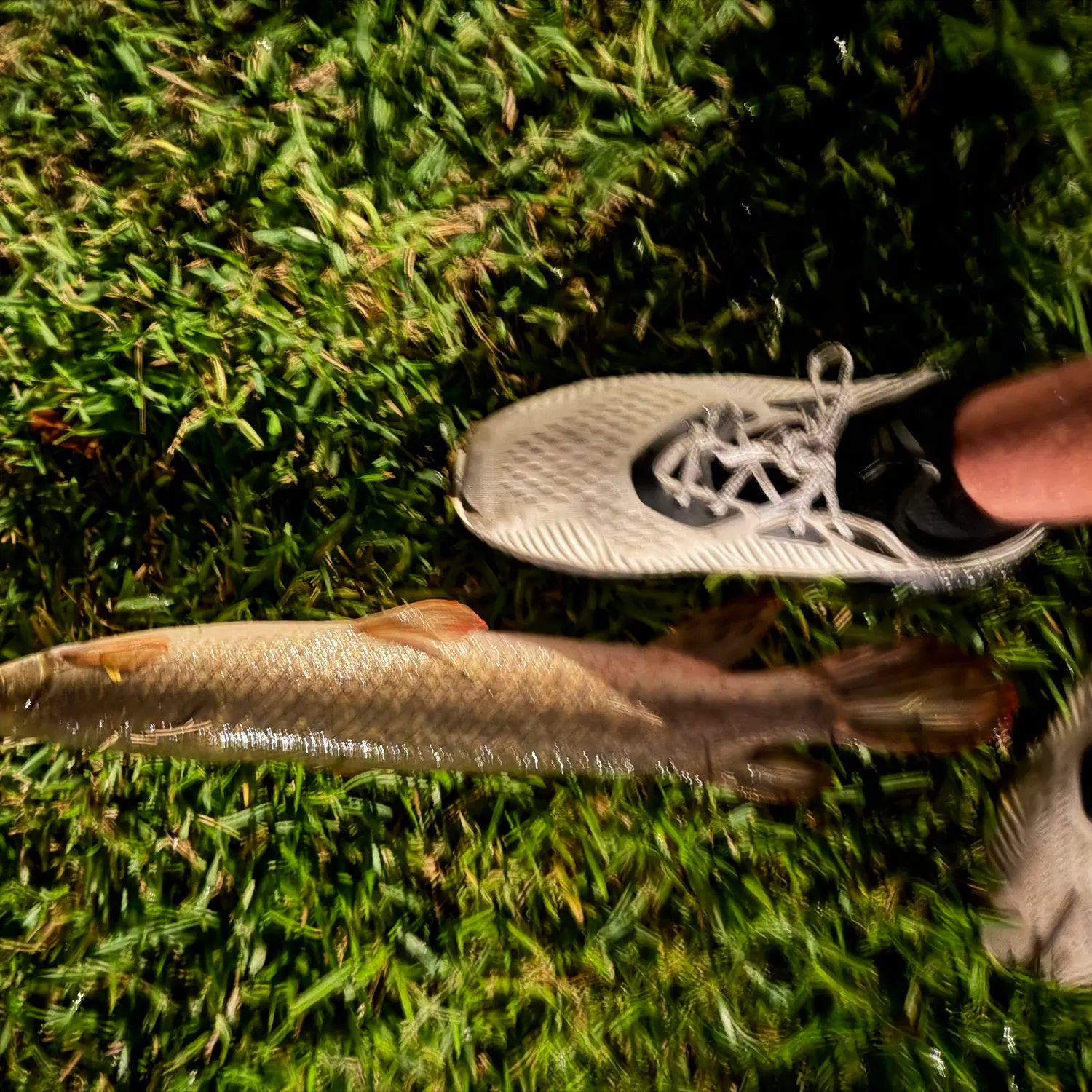 Shortnose gar caught on Fishbrain