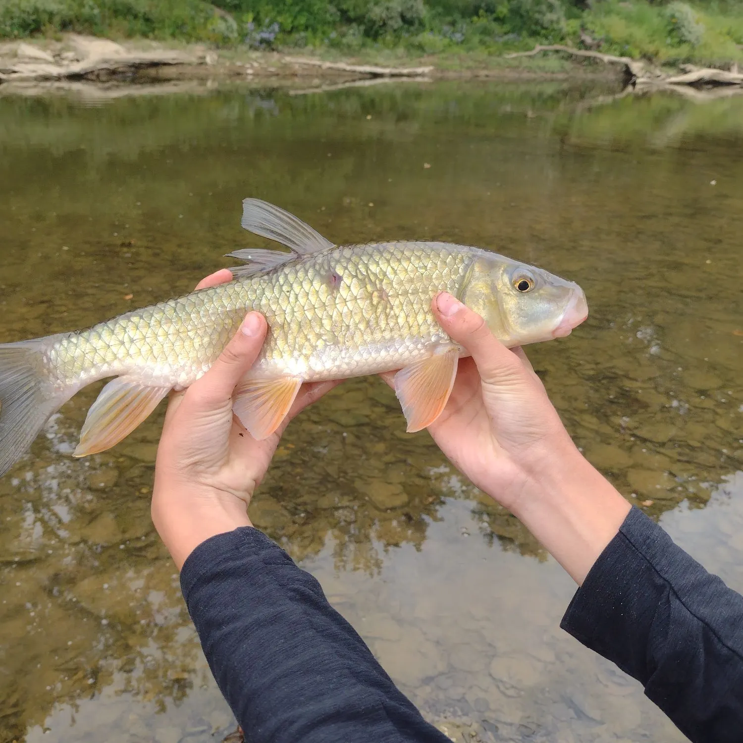 Golden redhorse caught on Fishbrain