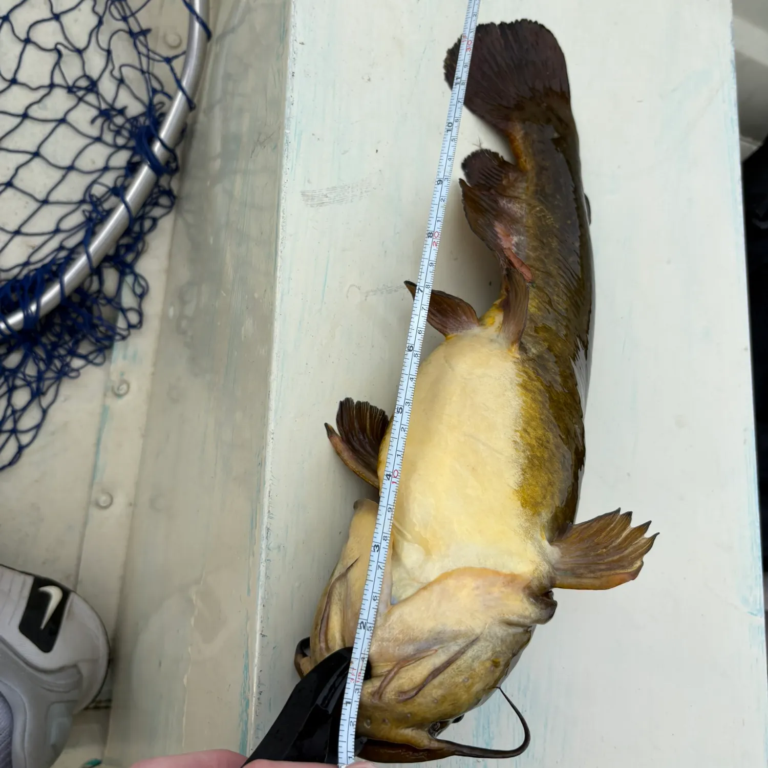 The most recent Black bullhead catches on Fishbrain