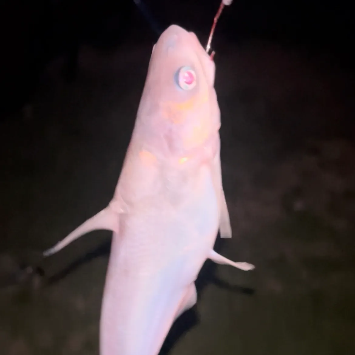 The most recent Blue catfish catches on Fishbrain