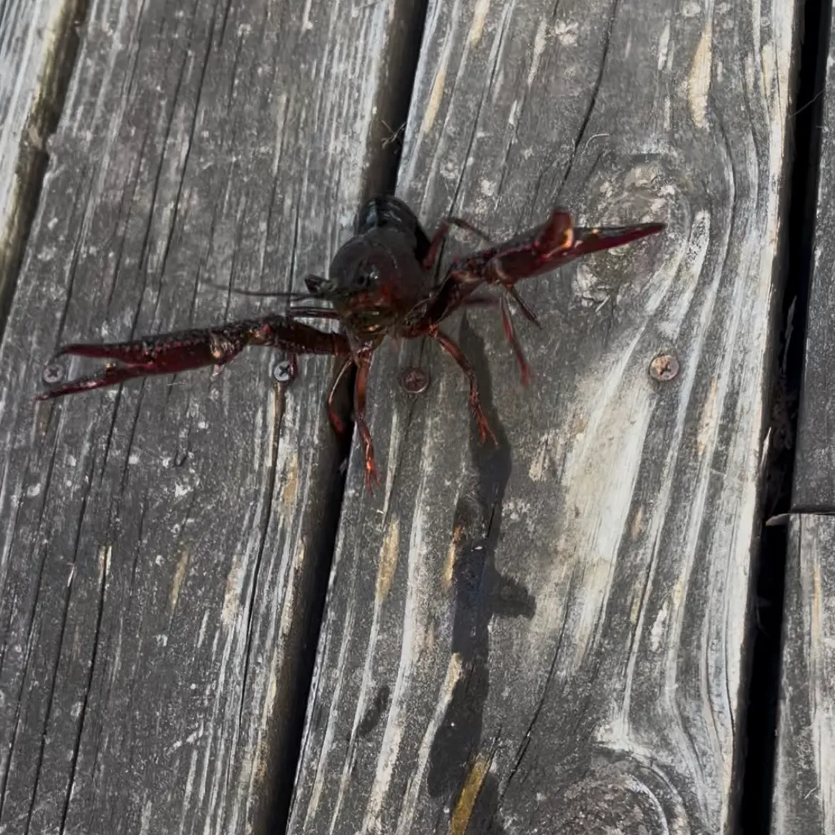 The most recent Virile crayfish catches on Fishbrain